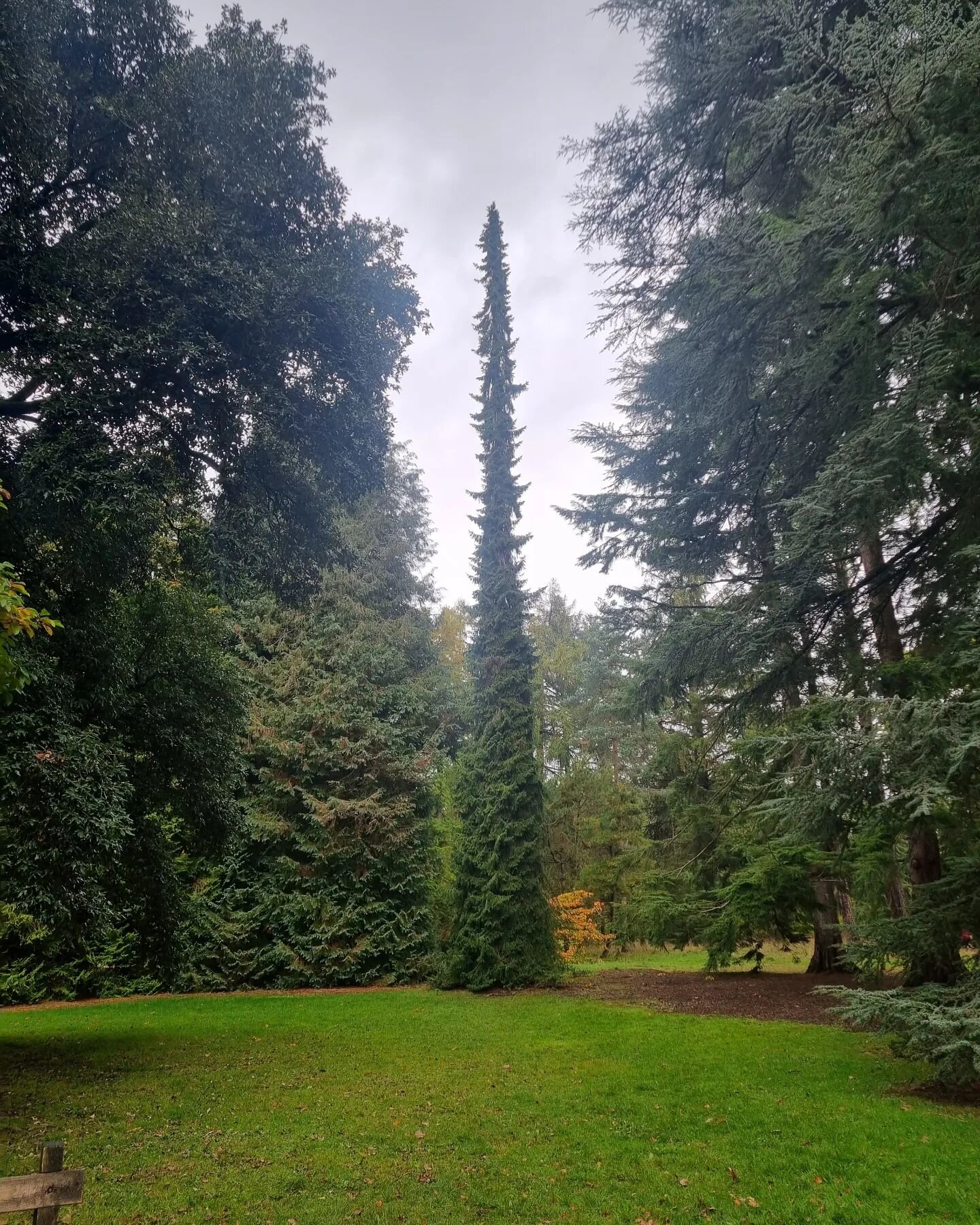 Not afraid of the spotlight this one!

#TreeCare
#TreeServices
#Arborist
#TreePruning
#TreeHealth
#TreeMaintenance
#TreePlanting
#TreeRemoval
#StumpRemoval
#TreeSurgeon