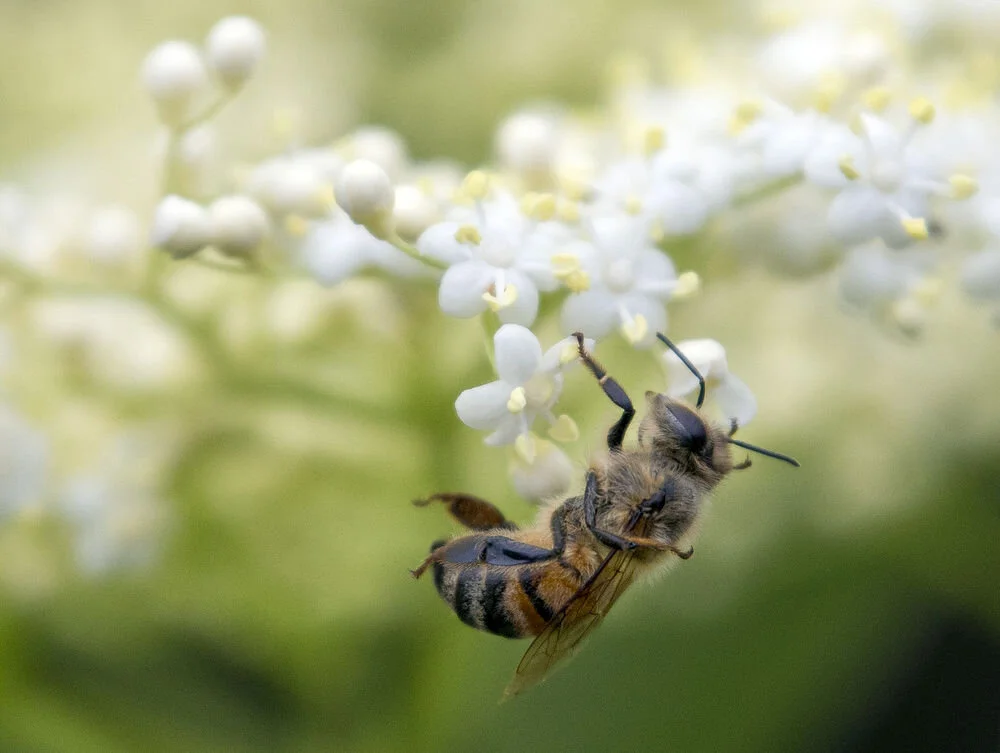 bee.jpg