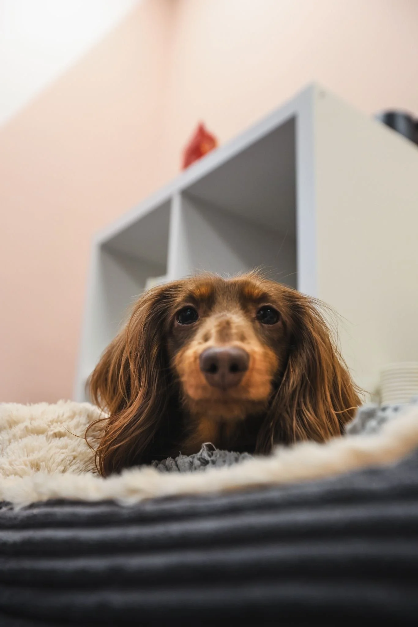 Close-up of a brown, long-haired dog with floppy ears, lying on a fluffy blanket in a cozy room with a white shelf and a pink wall in the background.