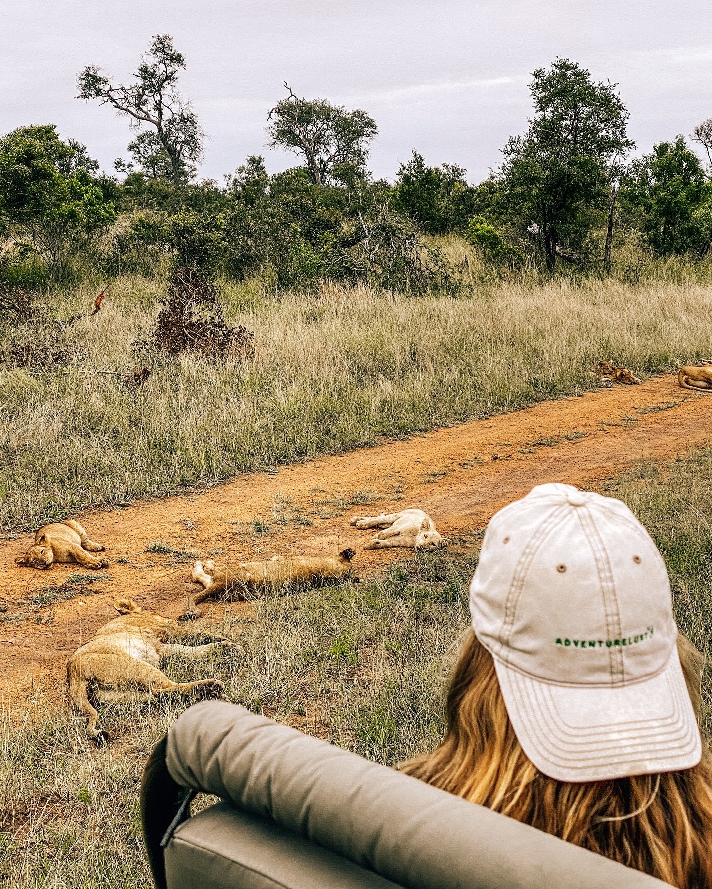 never ever did i imagine

that when i launched my brand/biz/empire back in 2020

that eventually it would lead me to lock eyes

with a white lion cub.

😭😭😭🤍🤍🤍

top 5 safari moments, top 5 life moments. never gonna forget this one 🥺✨

#flowingn