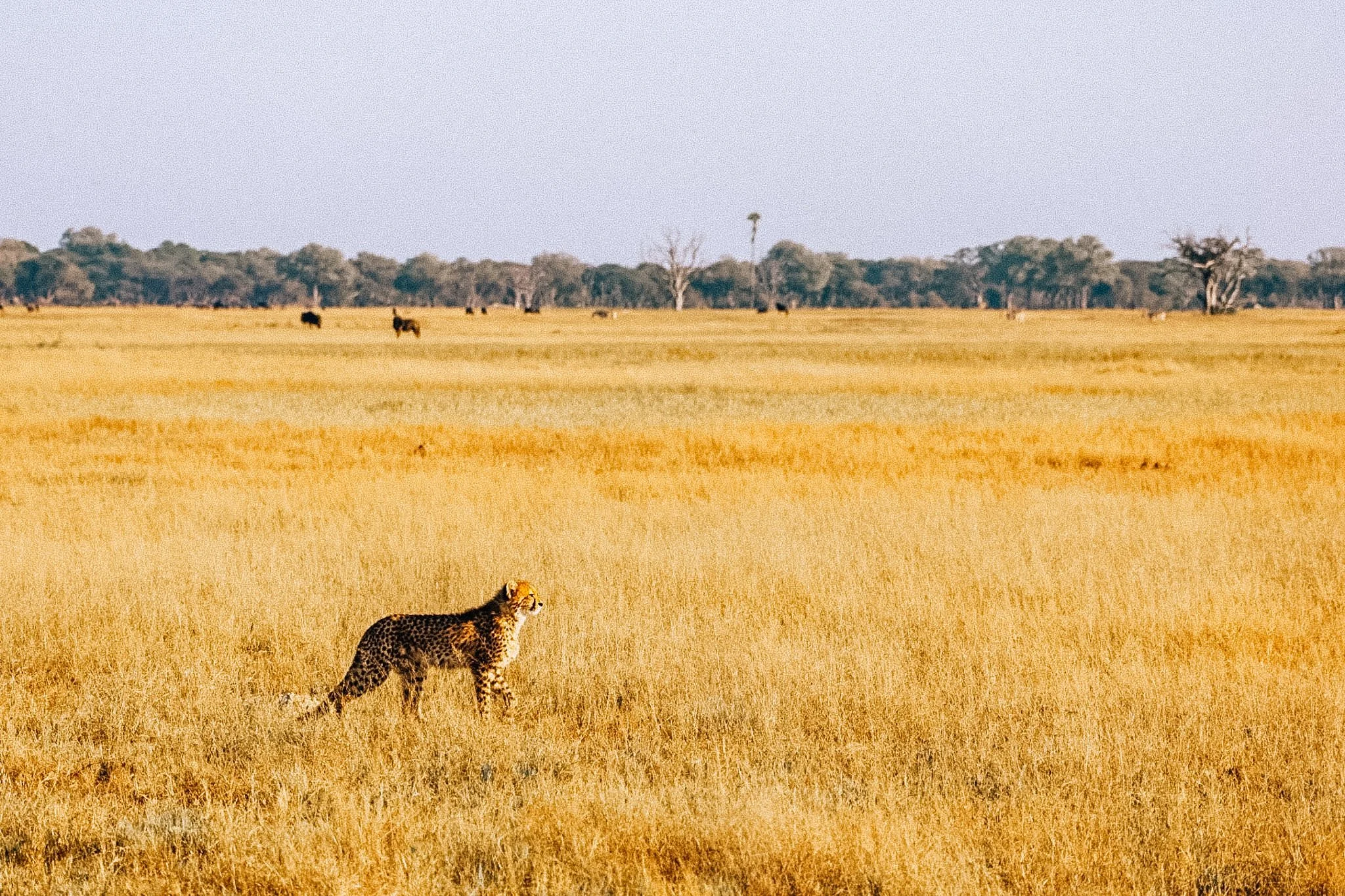 We need to talk about that little cheetah cub... and conservation