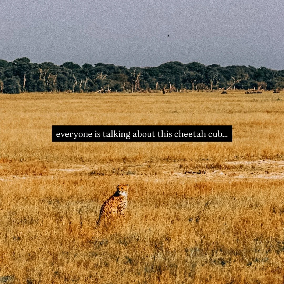 this whole experience has escalated WAY more than i ever imagined.

i shared my original cheetah post because i think it&rsquo;s important to not only show sunshine and rainbows, but also the authentic realities of life and the wild &mdash; and i&rsq