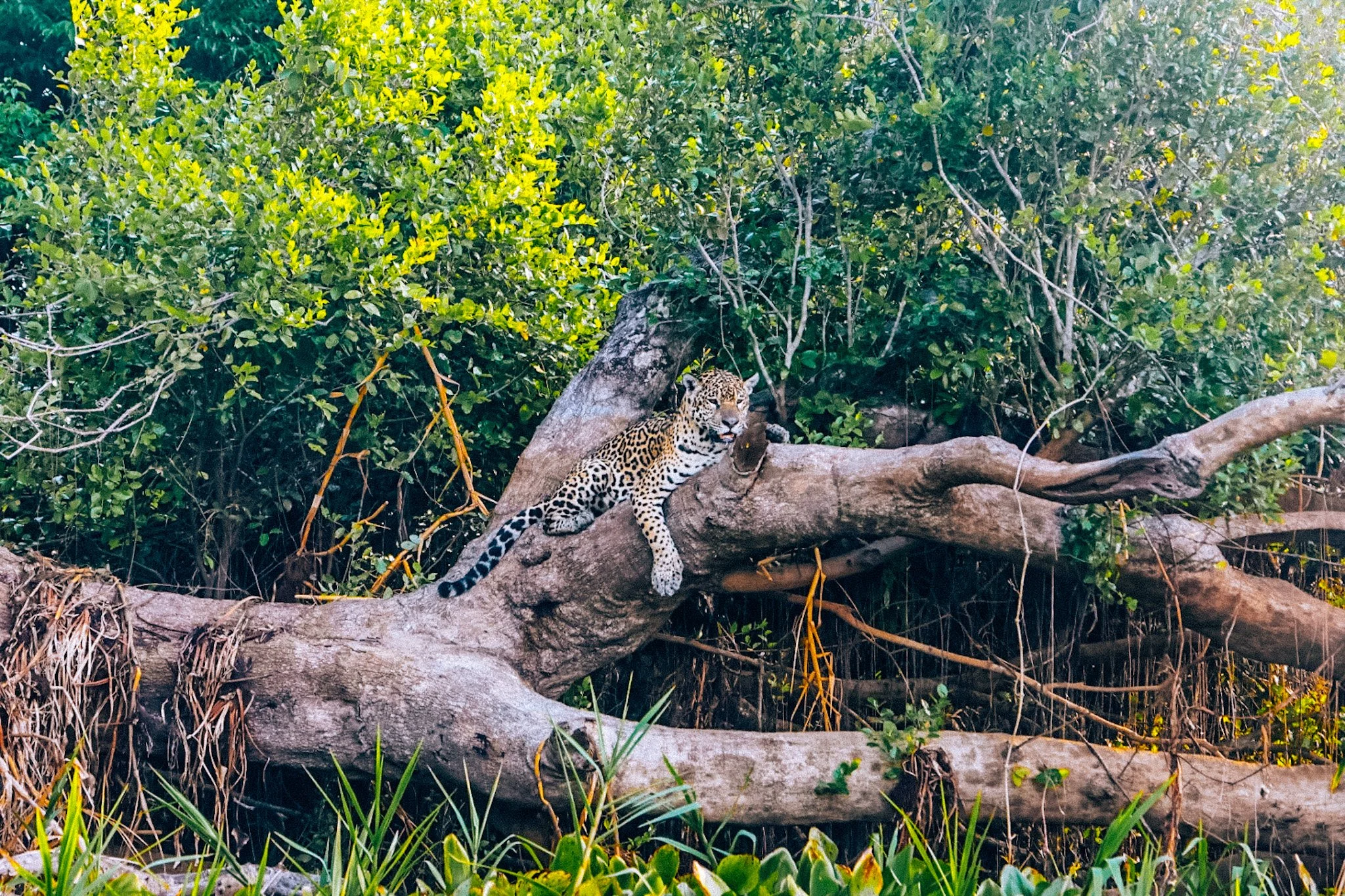 My Jaguar Safari in the Pantanal, Brazil: Everything You Need to Know