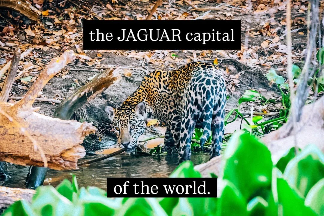 if a jaguar is on your bucket list, save this one!! 🐆🇧🇷

my full Pantanal jaguar safari guide is now live: kelliepaxian.com/blog

here&rsquo;s a sneak peek..

where 📍 Northern Pantanal around Porto Jofre, Mato Grosso. the Pantanal is HUGE and not