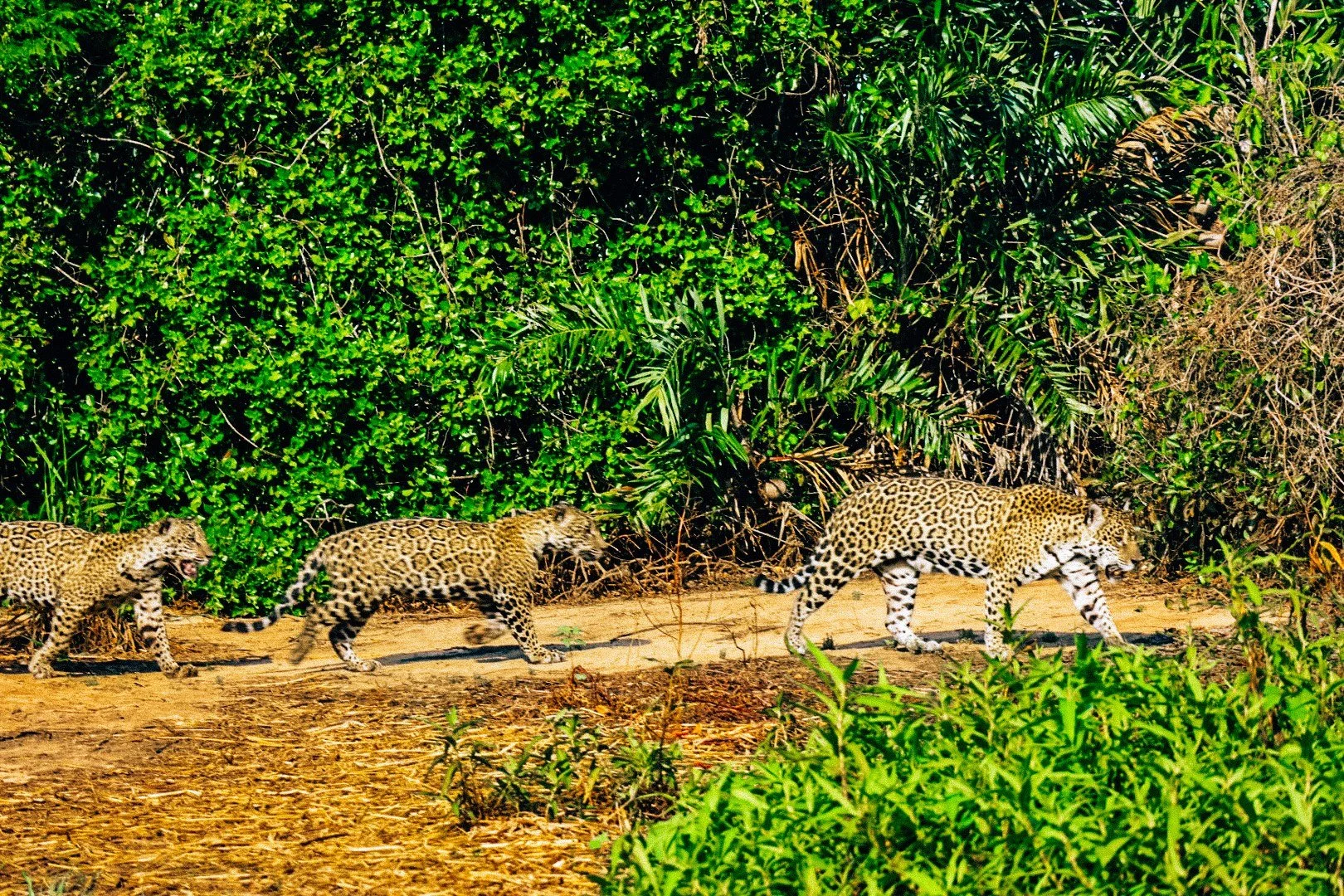 Jaguar mother walking with her two nearly grown cubs along a riverbank in the Pantanal