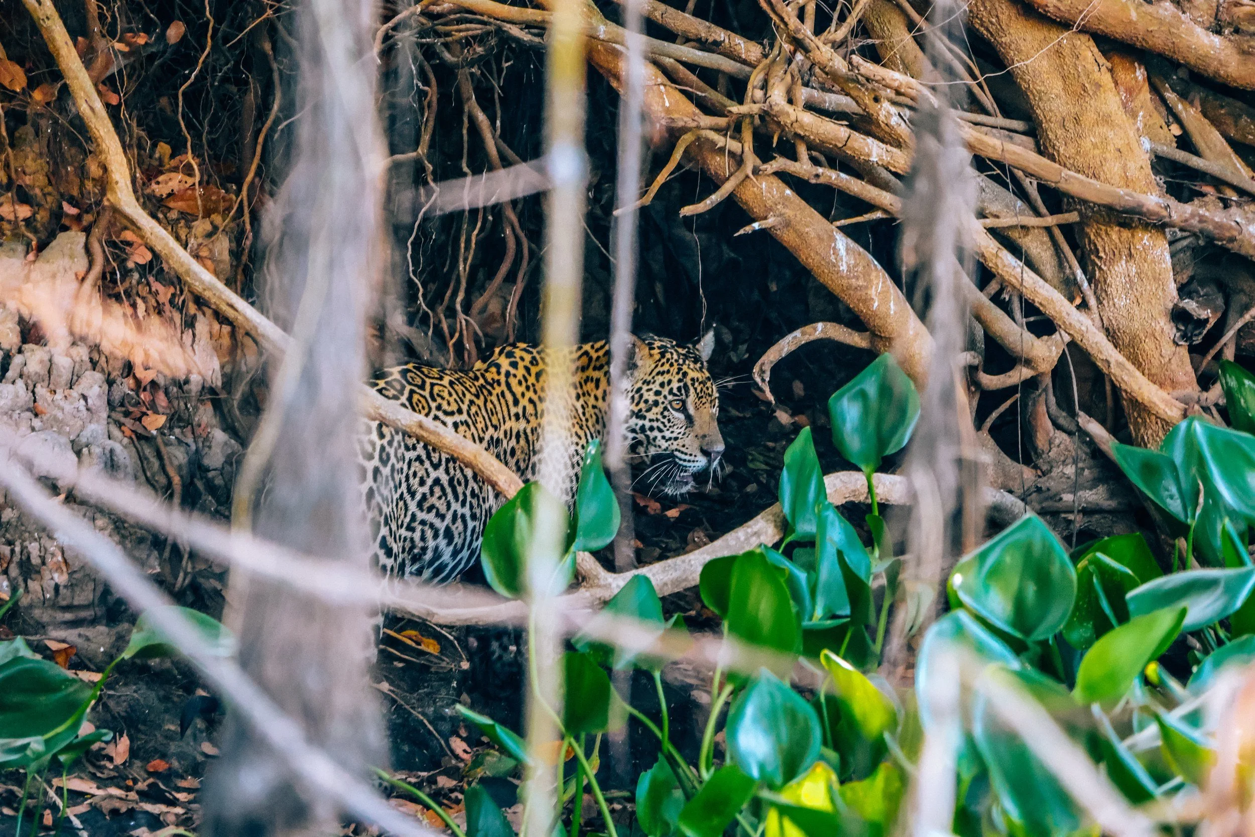 Jaguar hidden among tree roots on a riverbank in the Pantanal, Brazil