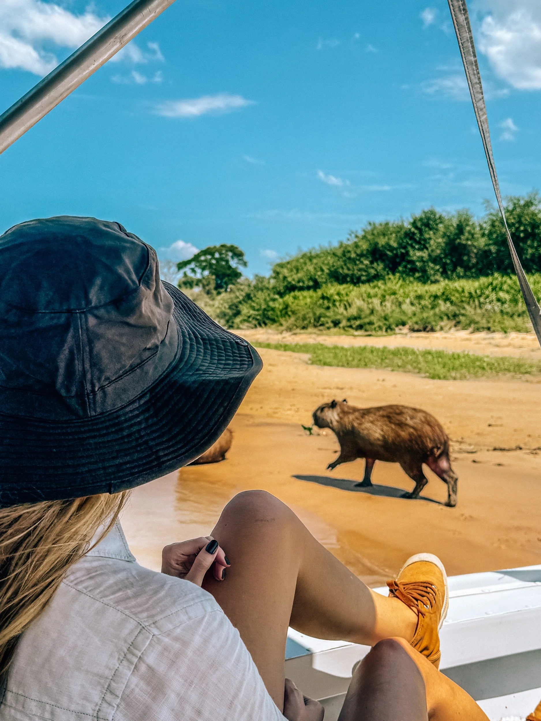 Capybara walking on a riverbank seen from a boat safari in the Pantanal