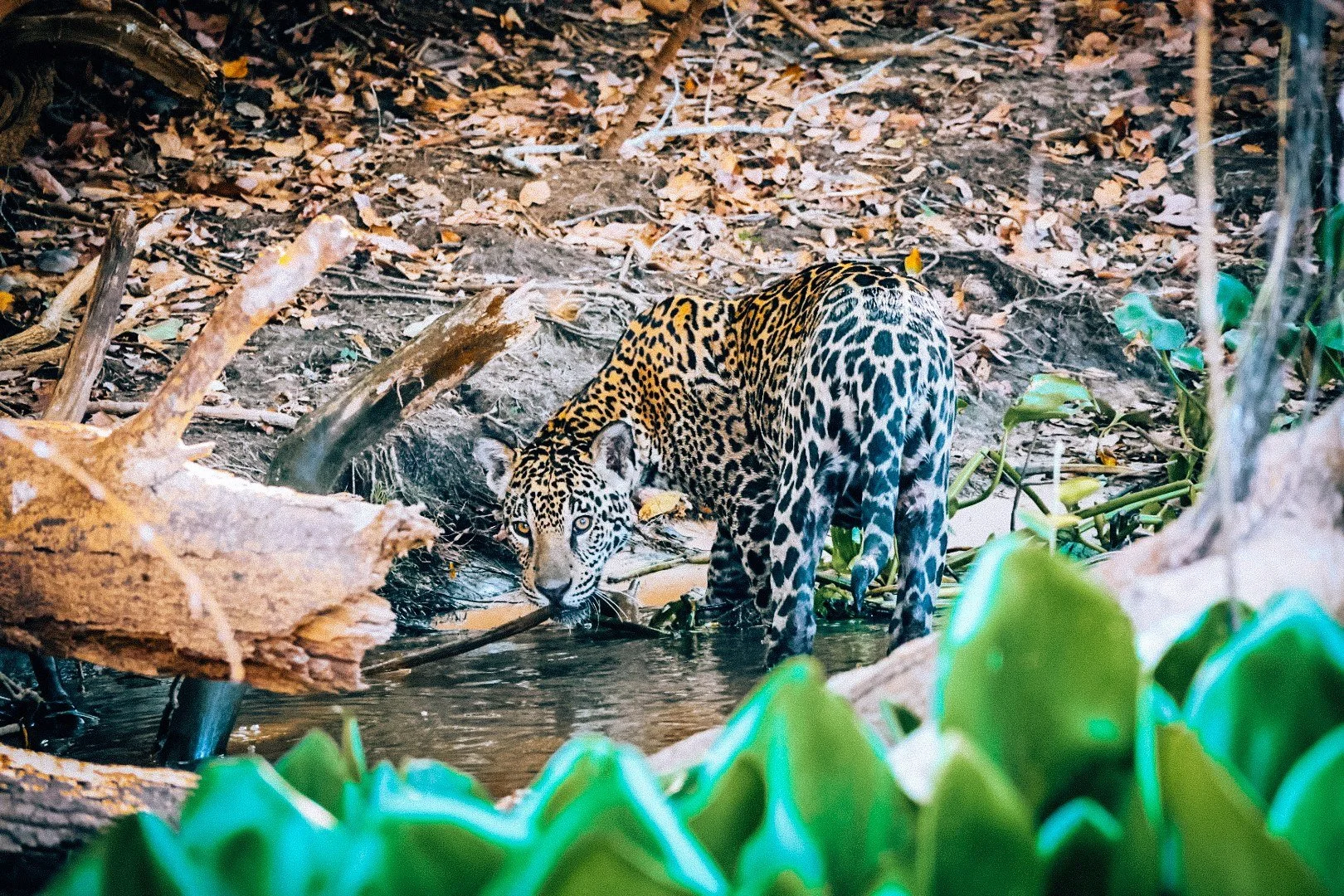 Jaguar drinking from the river in the Northern Pantanal near Porto Jofre