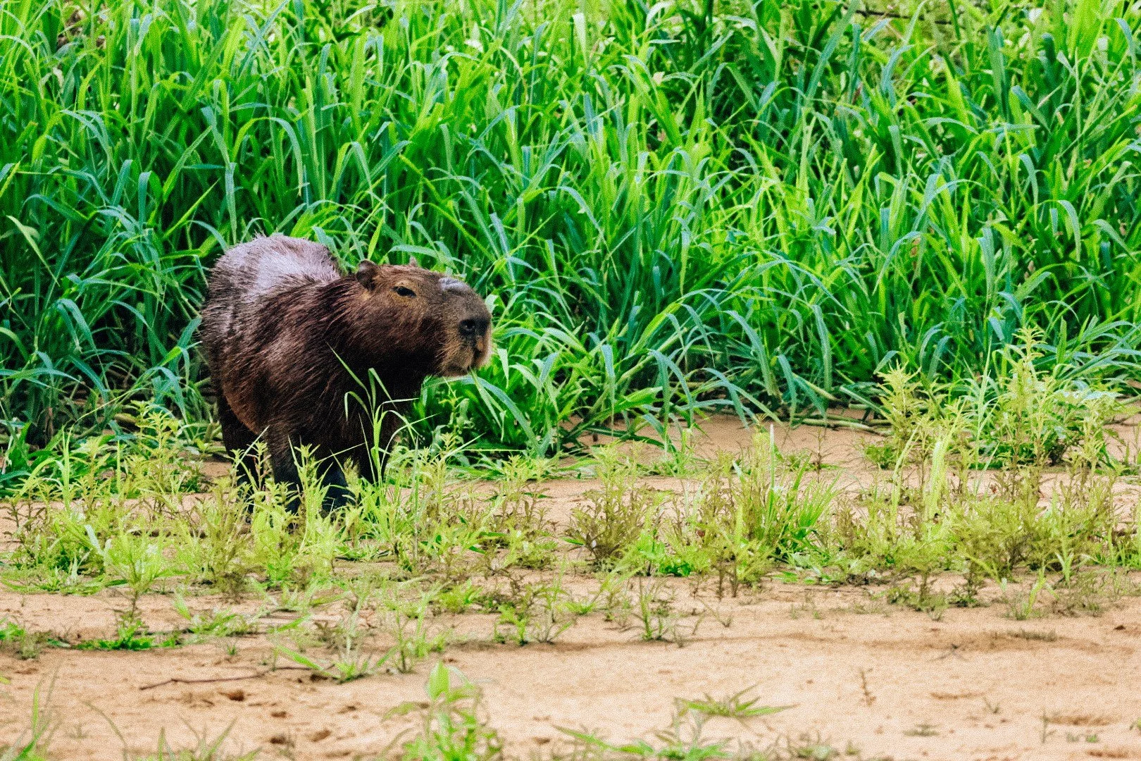 Capybara on a sandy riverbank in the Pantanal, Brazil