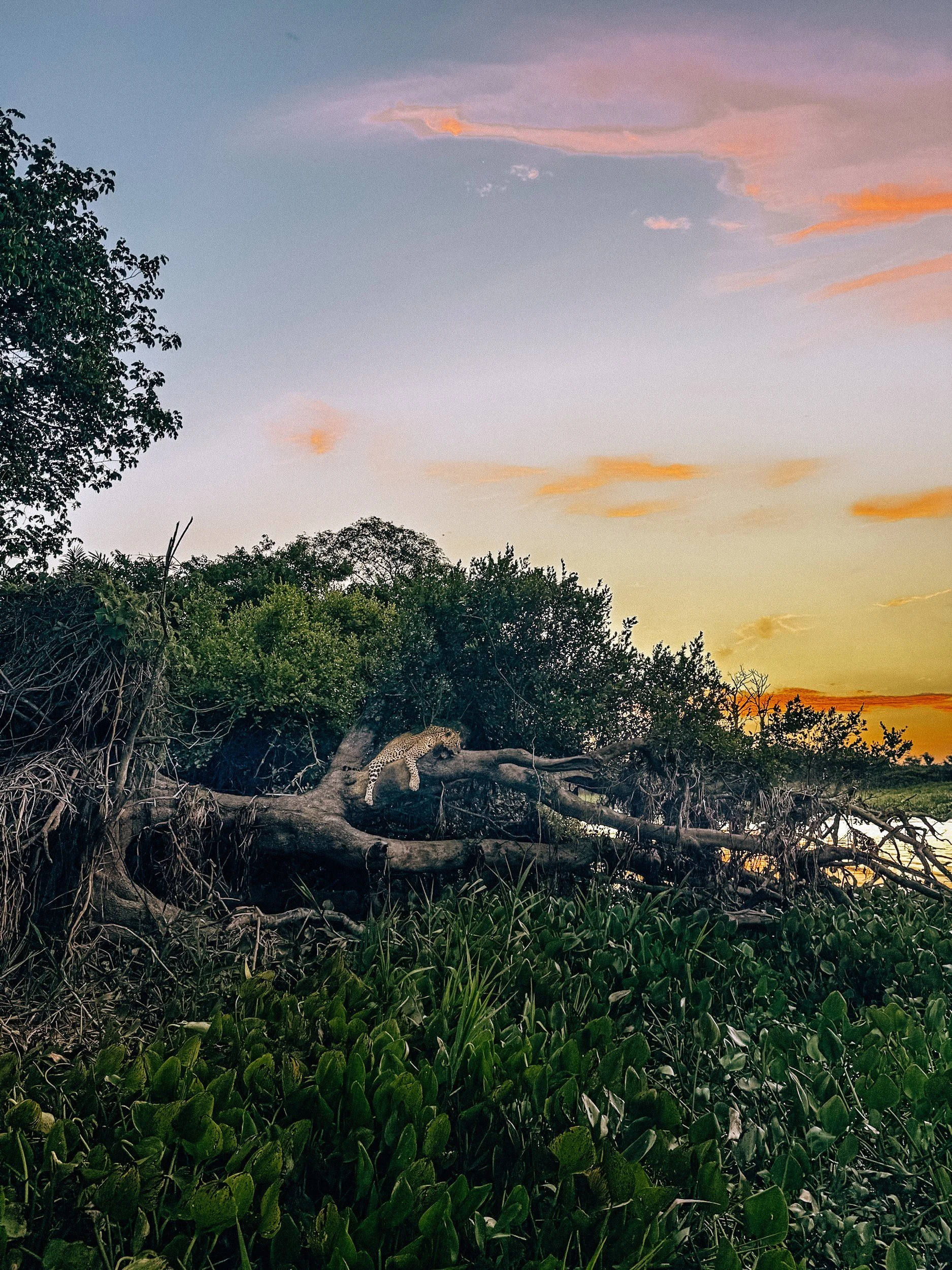 Jaguar resting on a fallen tree at sunset in the Pantanal