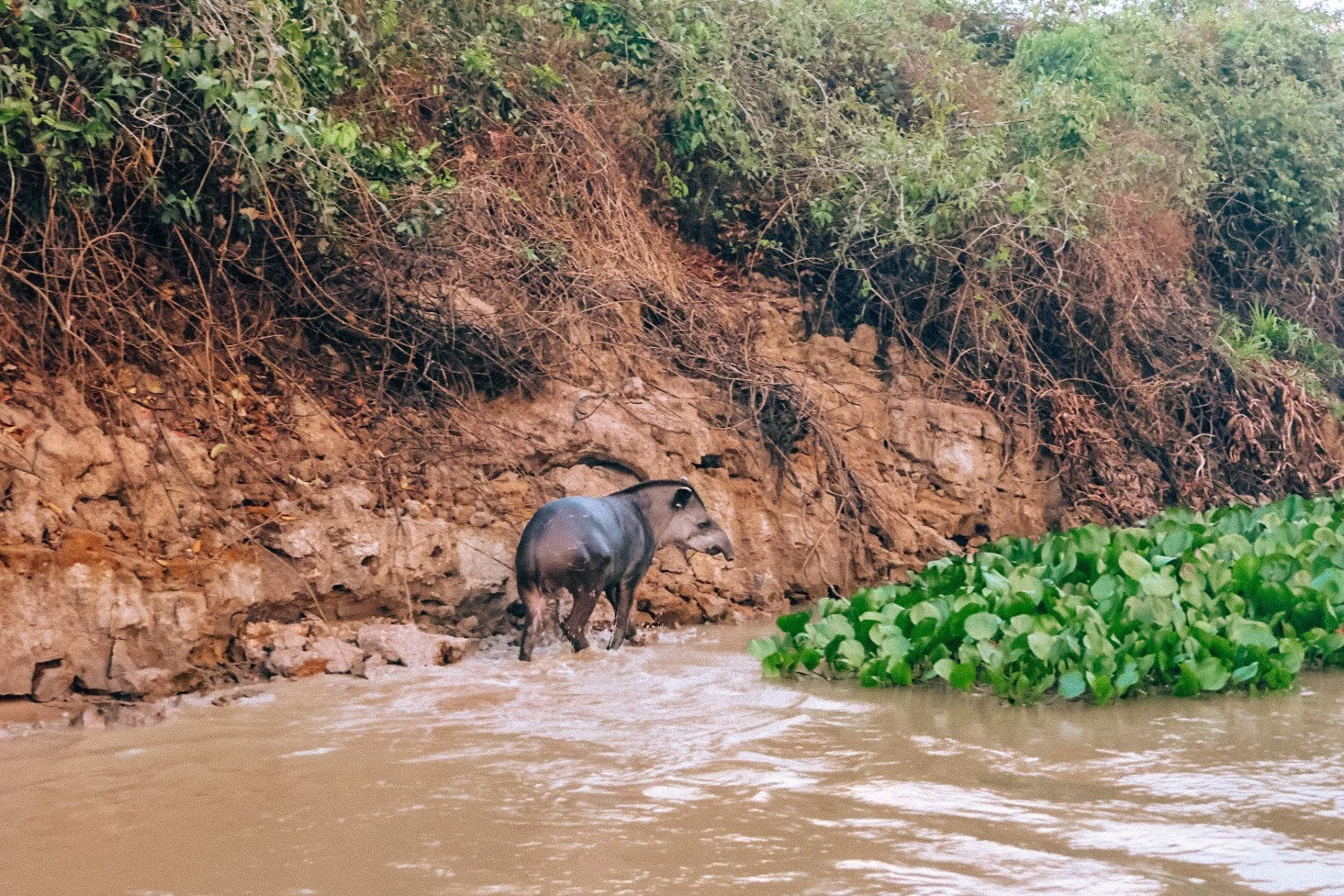 Lowland tapir crossing the river in the Pantanal, Brazil