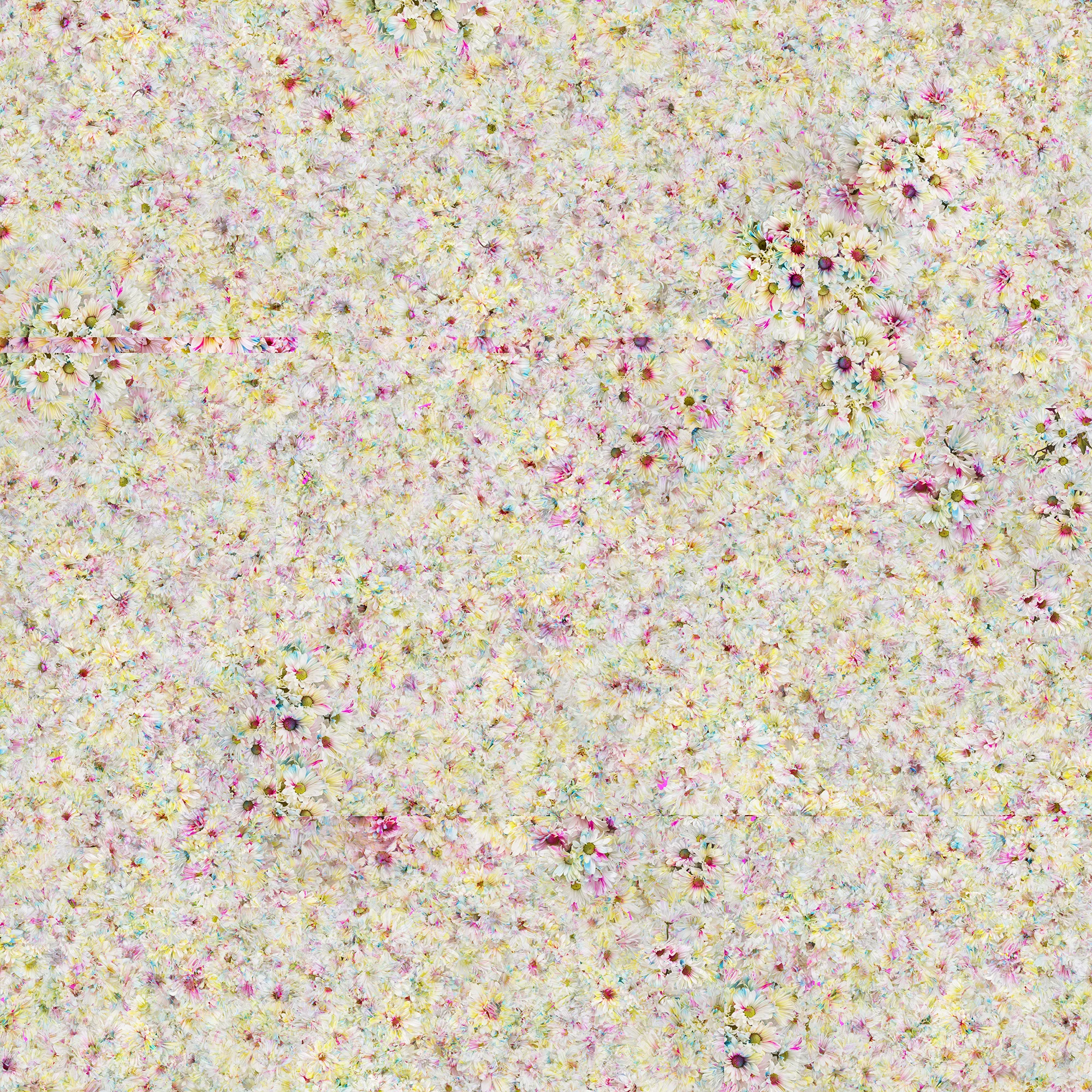 Flower Field Variation 3, 43 x 43 inches, archival pigment print, 2016