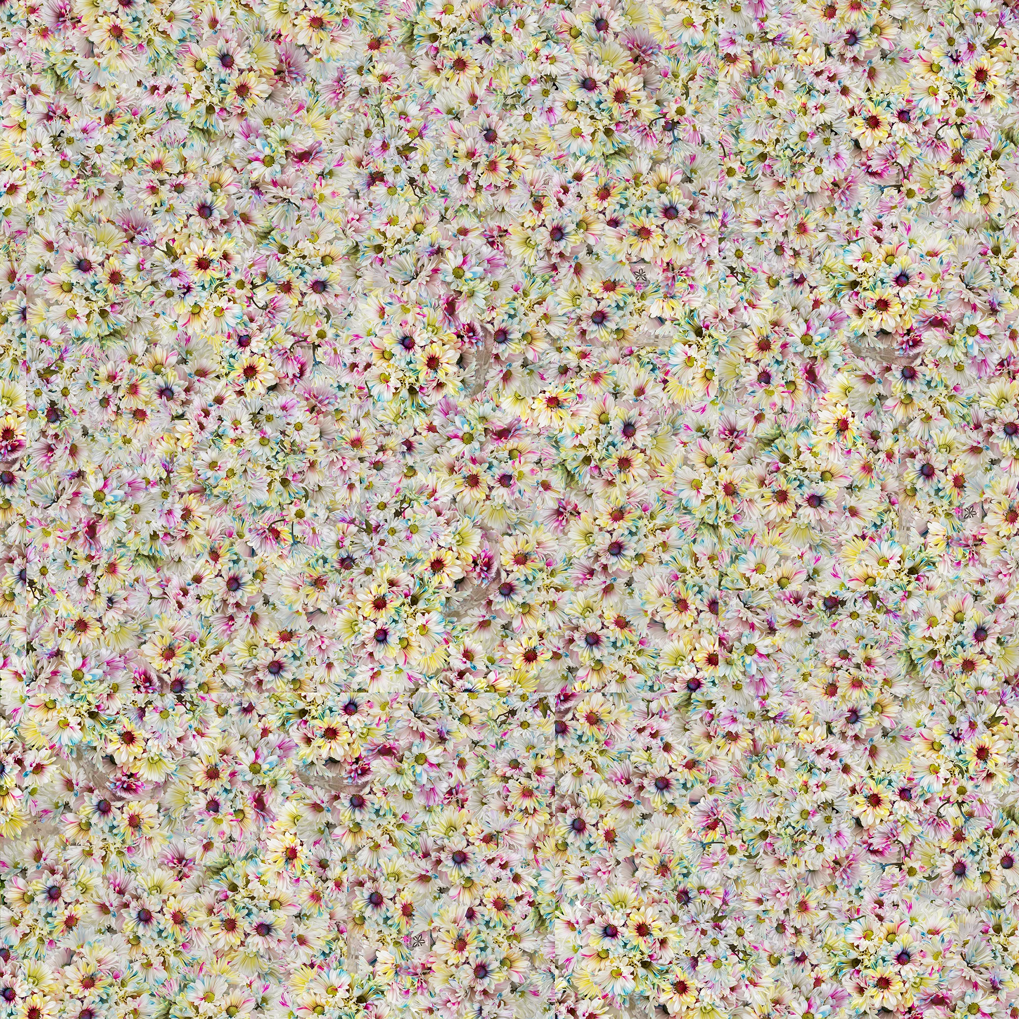Flower Field Variation 1, 43 x 43 inches, archival pigment print, 2016