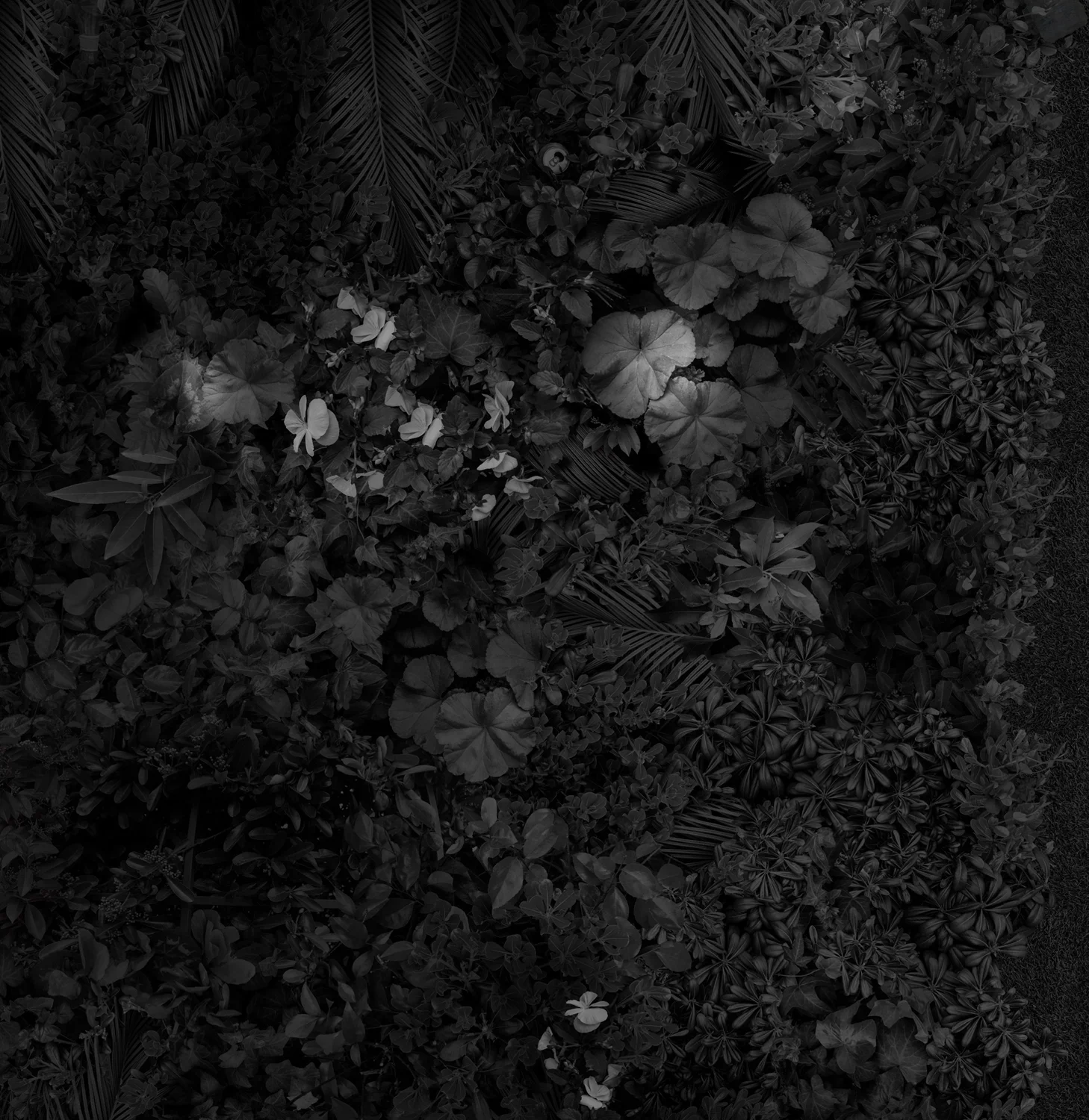 Garden 2, Las Vegas Greens , 36 x 35 inches, archival pigment print, 2018