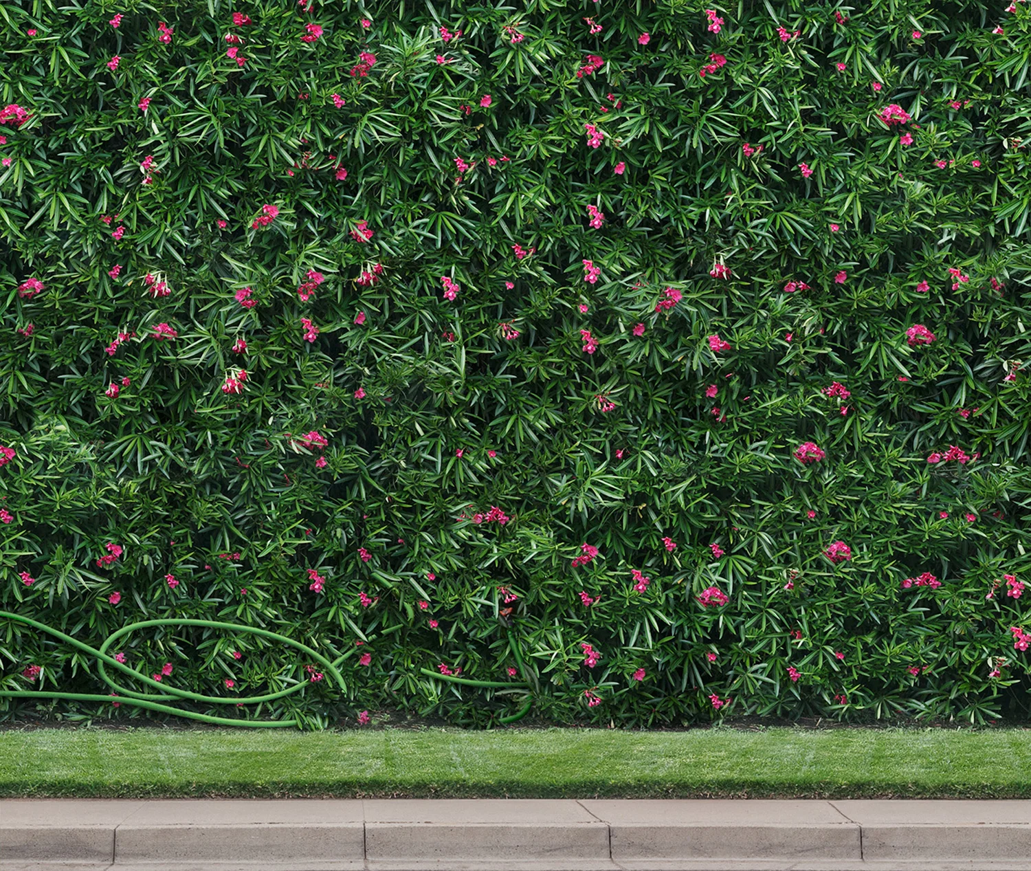 The Hedge, 16 x 19 inches, archival pigment print, 2014