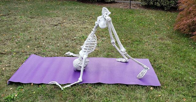 Anybody can become a yogi...
18 days until Halloween!
.
.
.
.
#skeleton #jackskeleton #halloween #countdowntohalloween #scary #candy #halloweenspirit #spooky #yoga #yogaposes
#downwarddog #relaxing