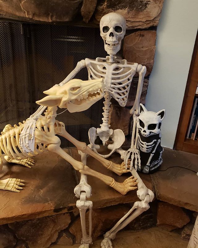 The gang's all here! 
9 days until Halloween .
.
.
.
.
#spooky #jackskellington #october #fall #autumn #jackskellington #pets #halloween #dog #cat