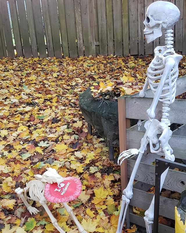 Playing with the dogs in the leaves 🐕
5 days until Halloween!
.
.
.
.
#skeleton #jackskeleton #halloween #countdowntohalloween #scary #candy #halloweenspirit #spooky #dogs #germanshepherd #dalmatian #playtime #play #fetch #fall #leaves