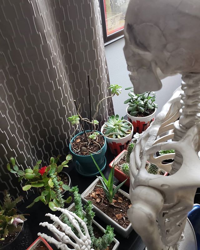 Just spending time with my planets. 
2 days until Halloween! .
.
.
.
.
#halloween #october #jackskellington #skeleton #spooky #skeleton #plants