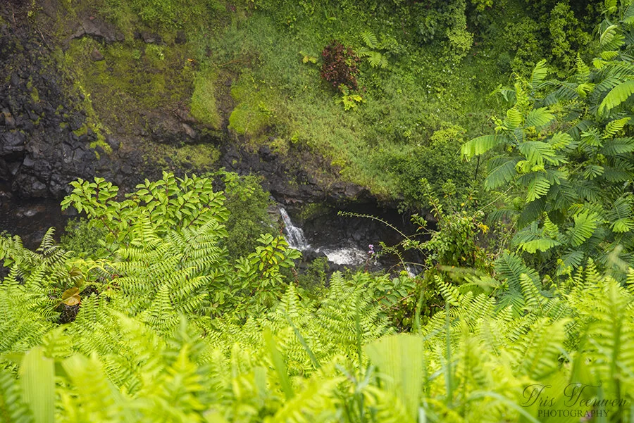 Teeuwen_2019_HawaiiBigIsland_1766.jpg