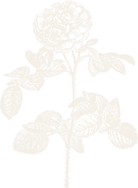 Black and white illustration of a rose with leaves and a stem
