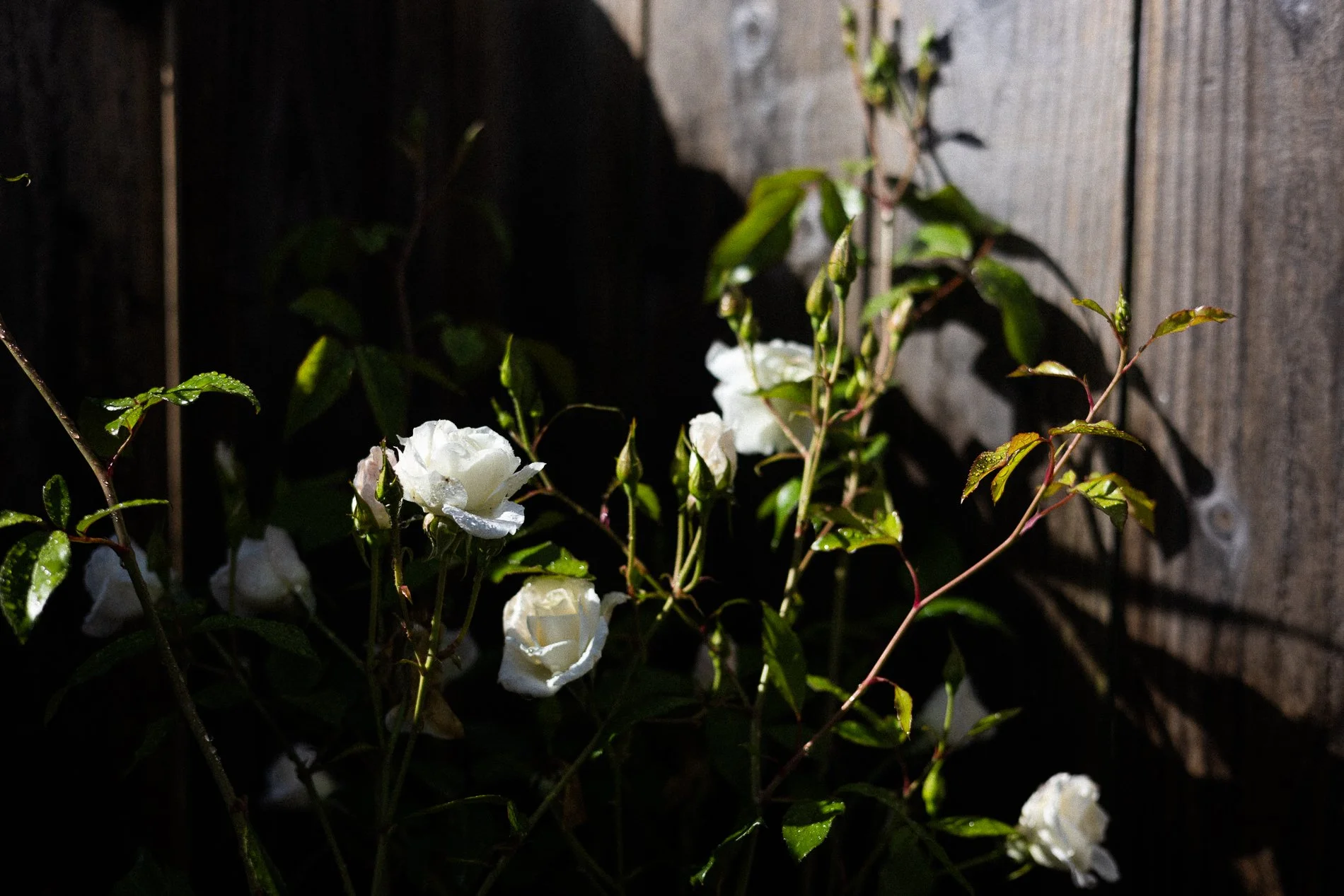 nadine_backyard_blooms-050.jpg