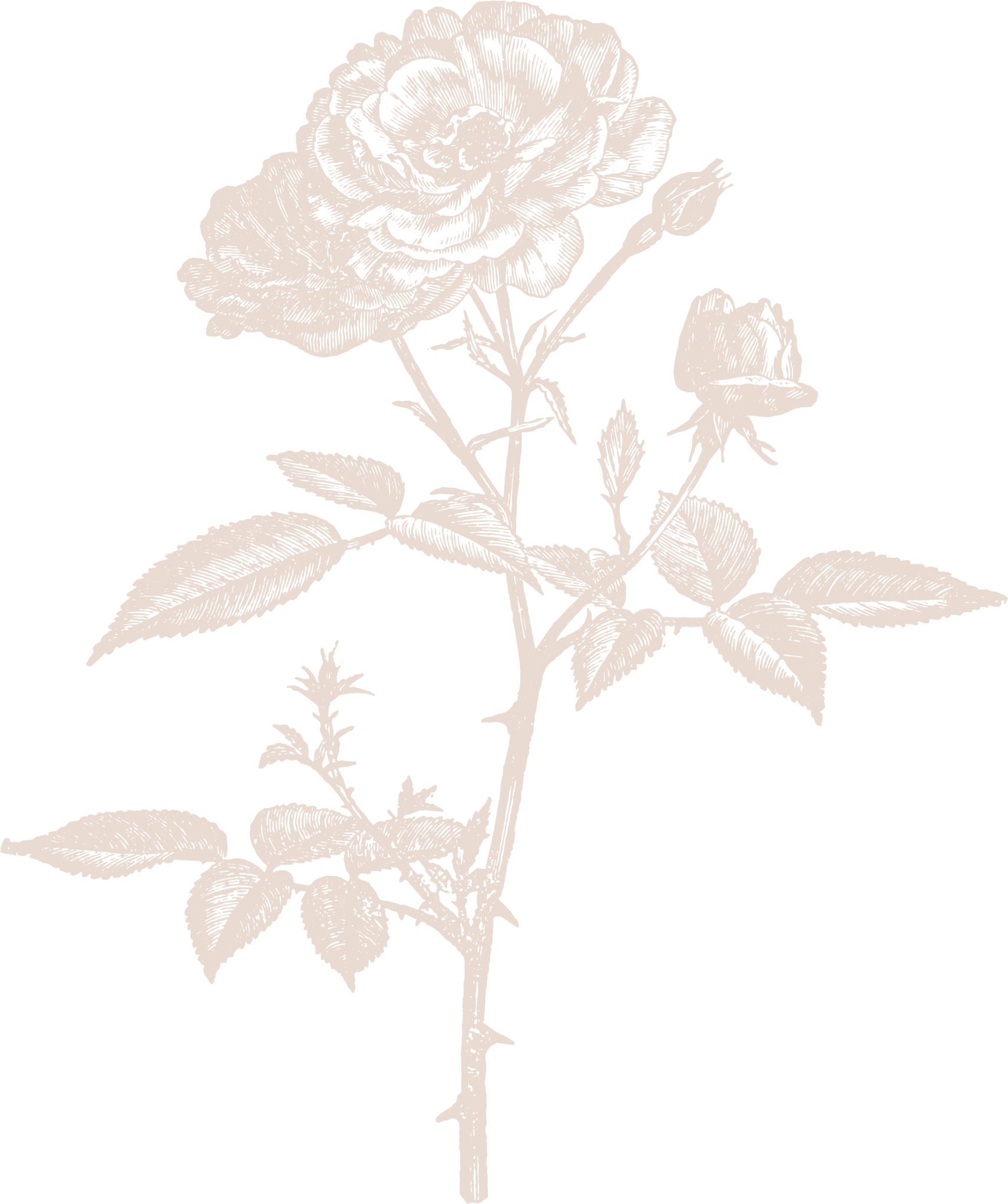 A vintage-style black and white drawing of a bunch of roses with detailed petals and leaves on a black background.