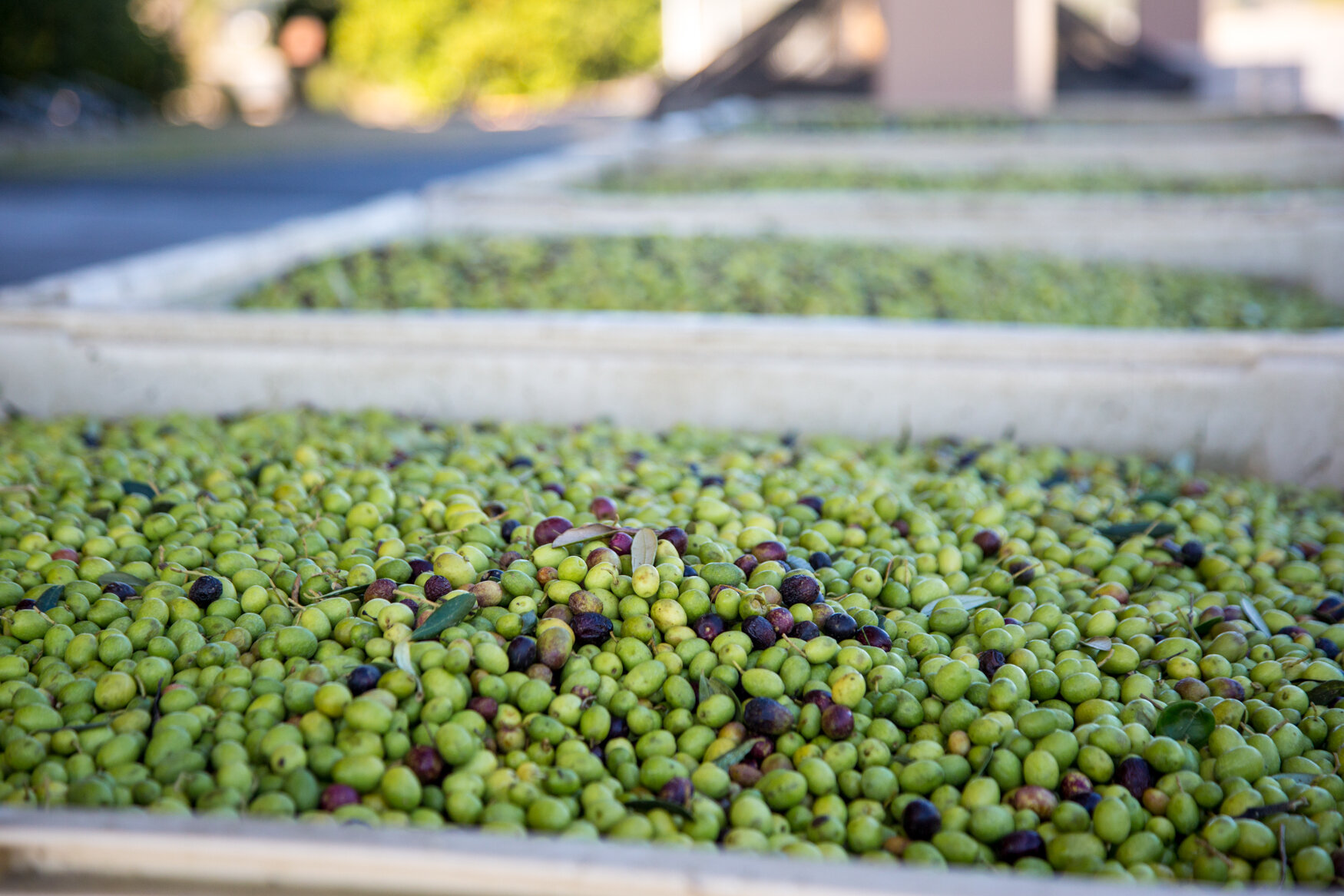 Olive Farm in Sebastopol, CA-1.jpg