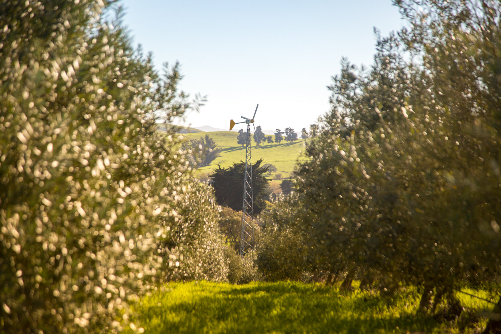 Olive Farm in Sebastopol, CA-8.jpg