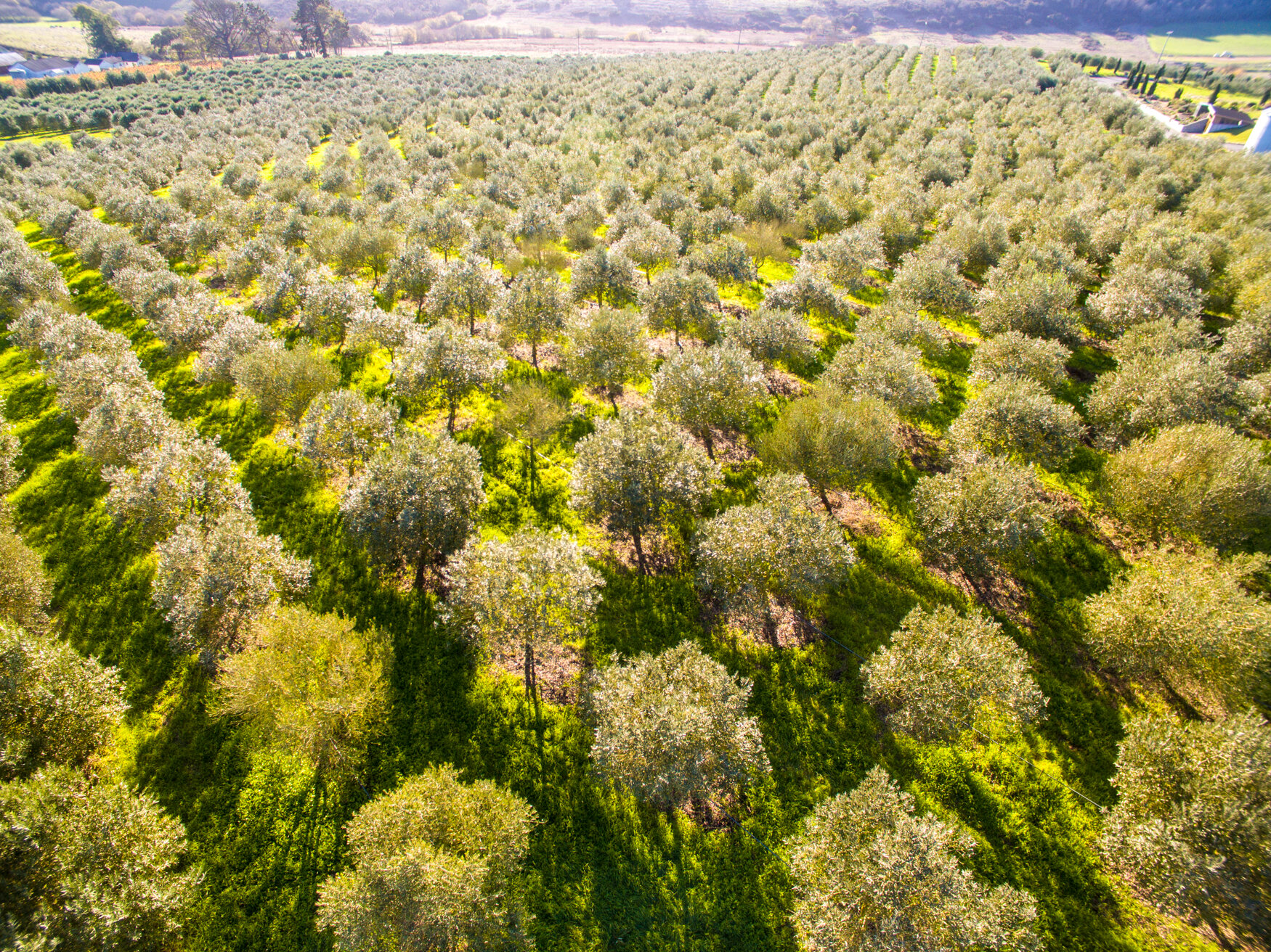 Olive Farm in Sebastopol, CA-10.jpg