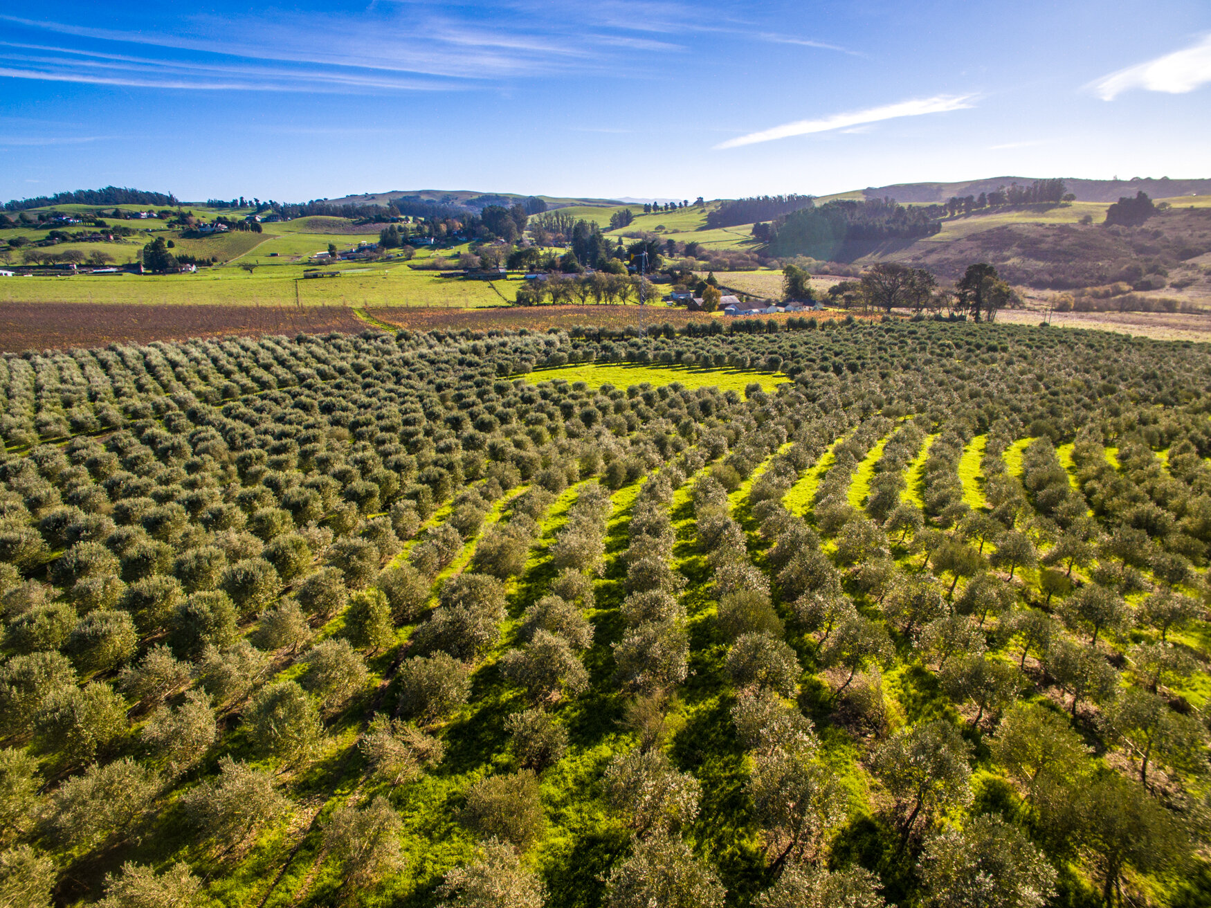 Olive Farm in Sebastopol, CA-9.jpg