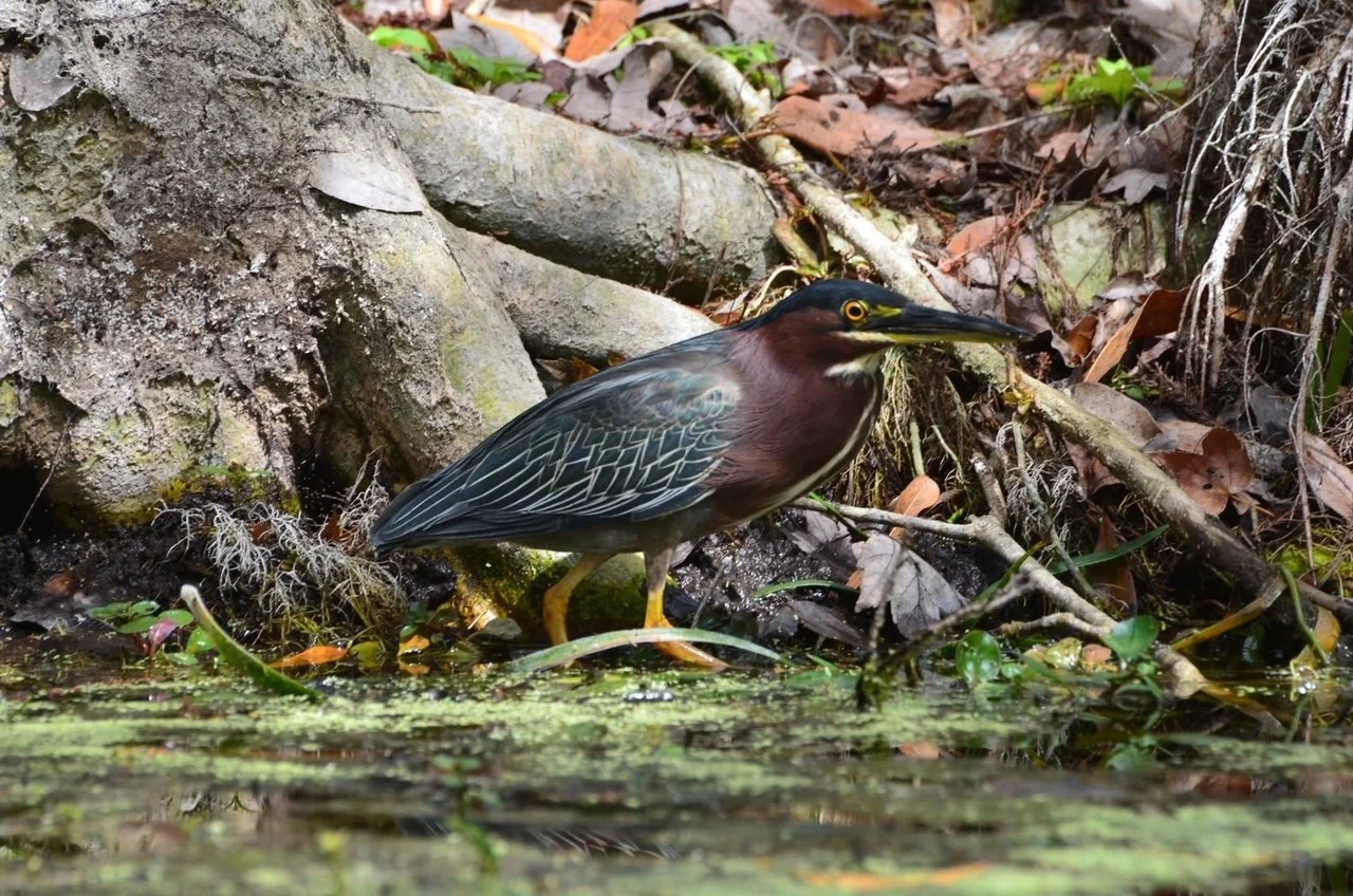 silver springs_bird.JPG