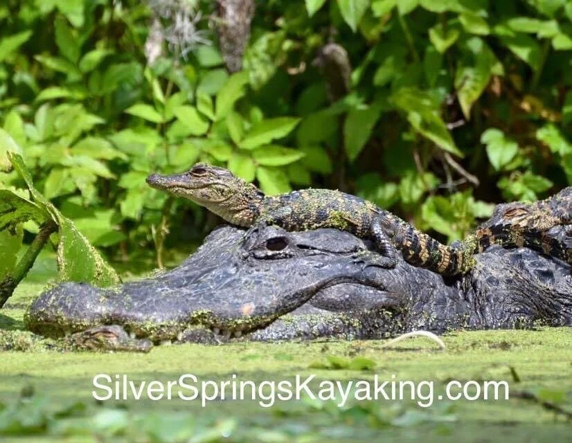silver springs_gator.JPG