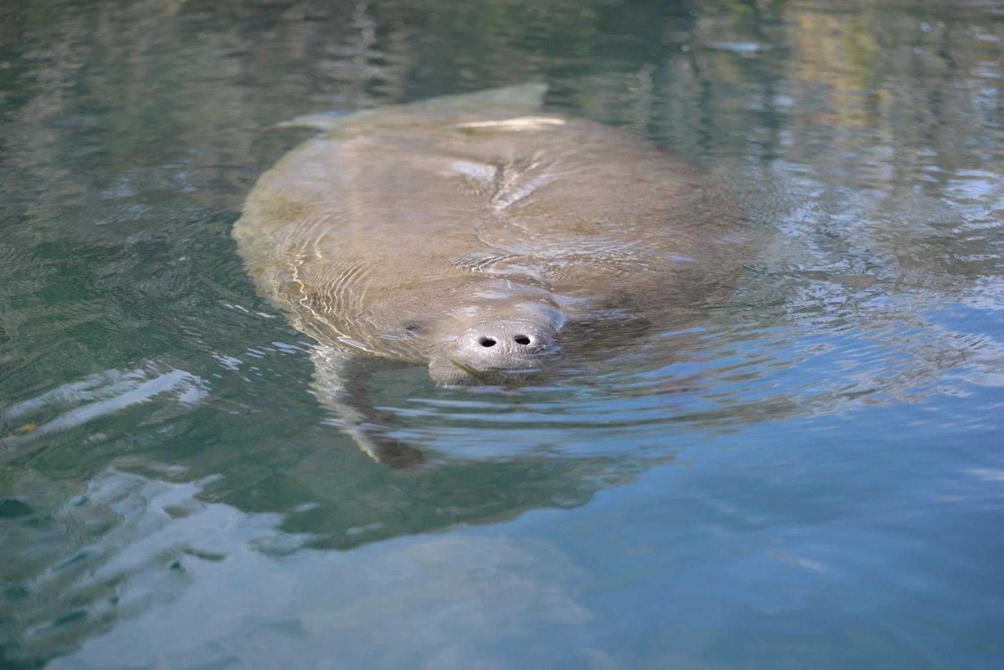 silver springs_manatee.JPG