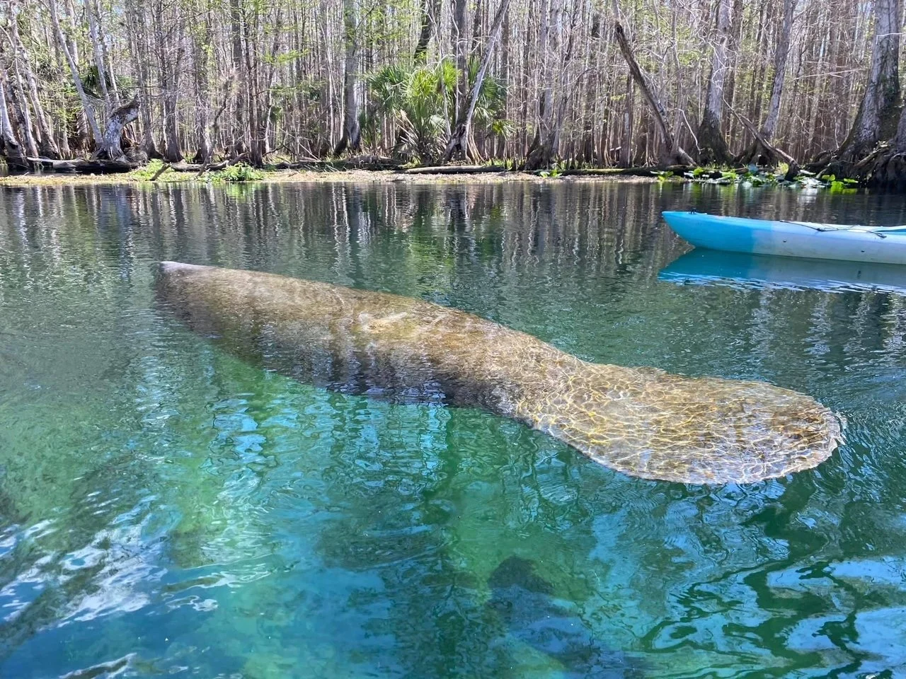 silver springs_manatee2.JPG