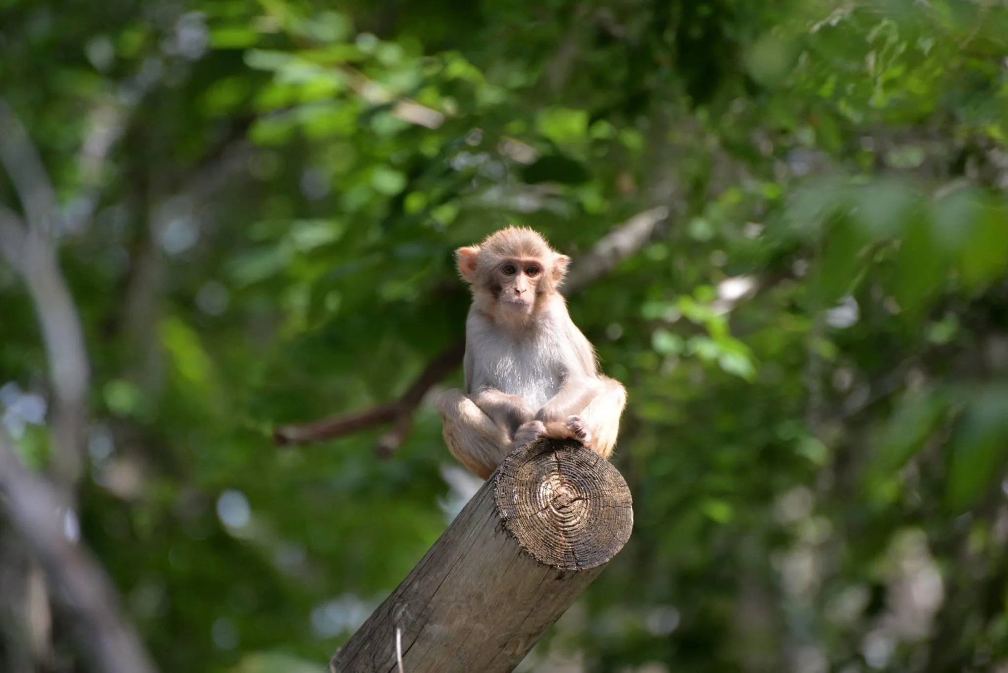 silver springs_monkey.JPG