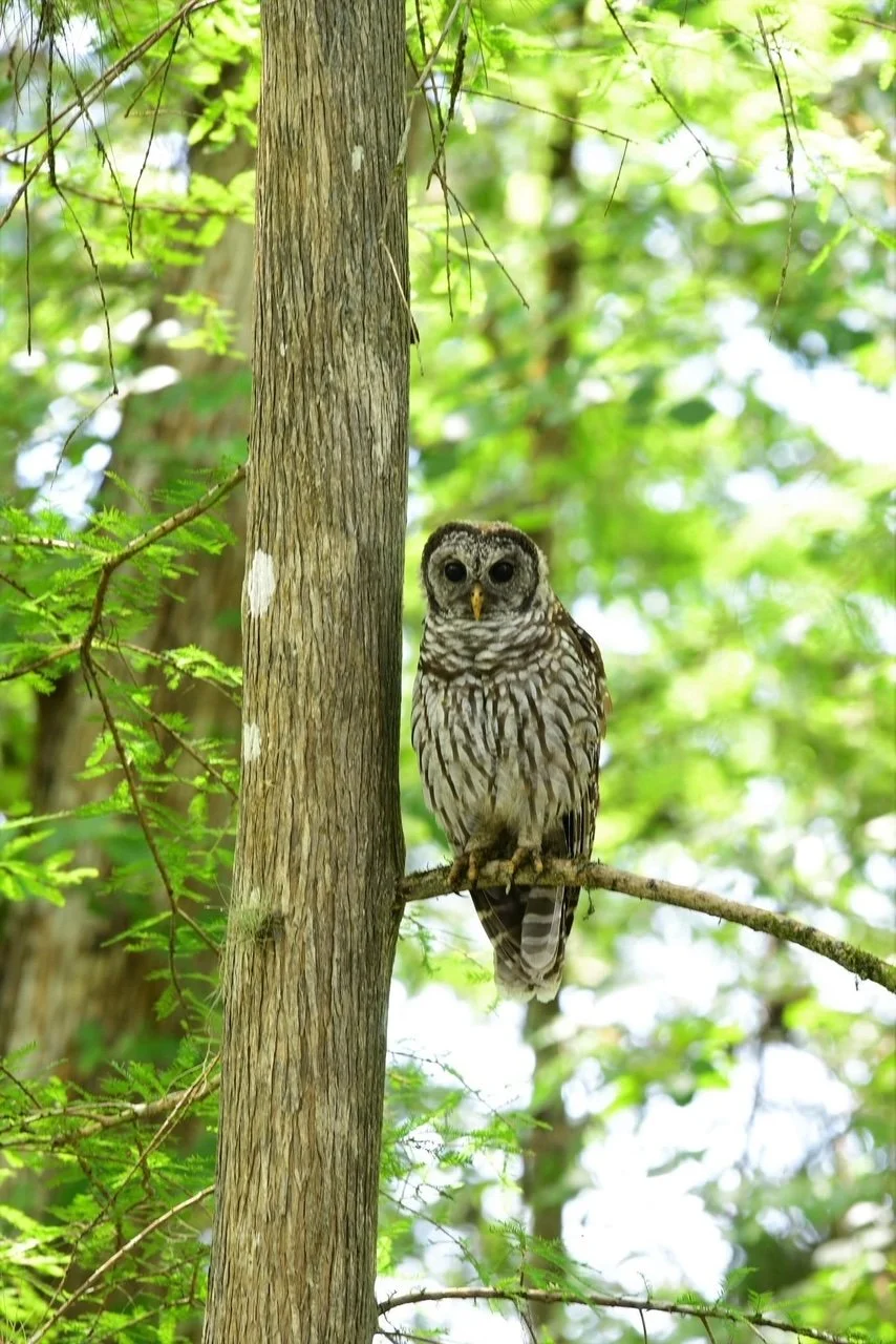 silver springs_owl.JPG