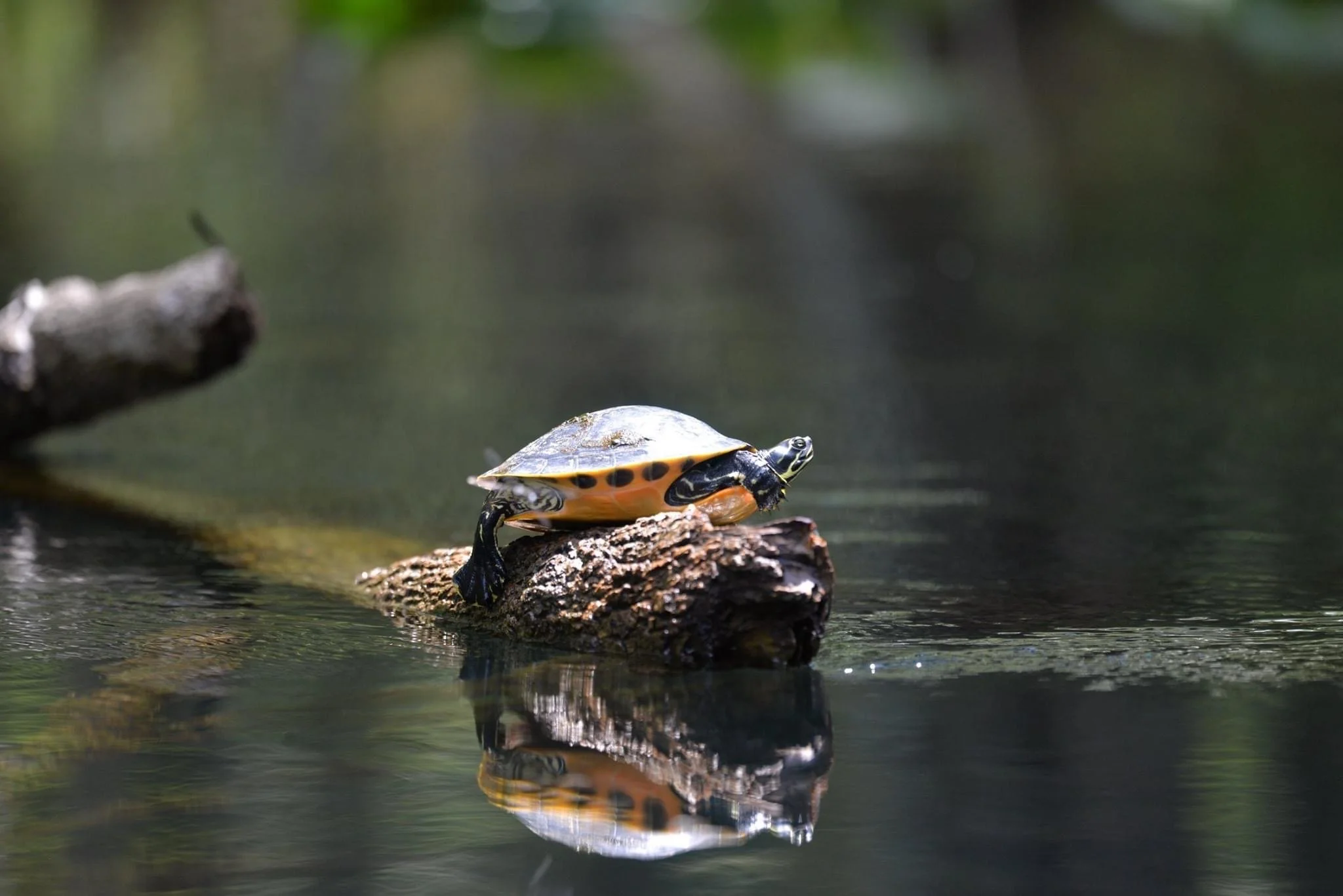 silver springs_turtle.JPG