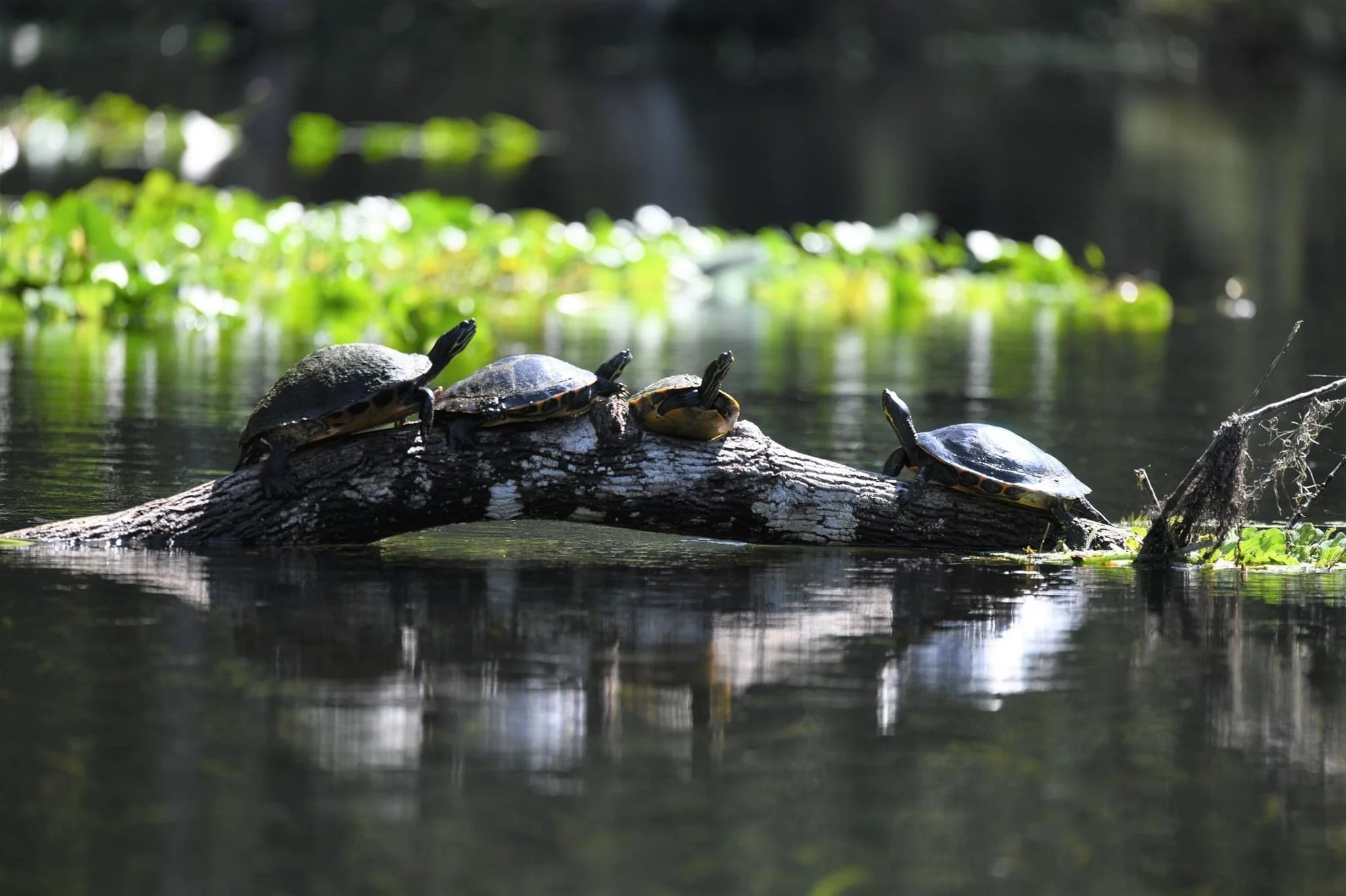 silver springs_turtle2.JPG