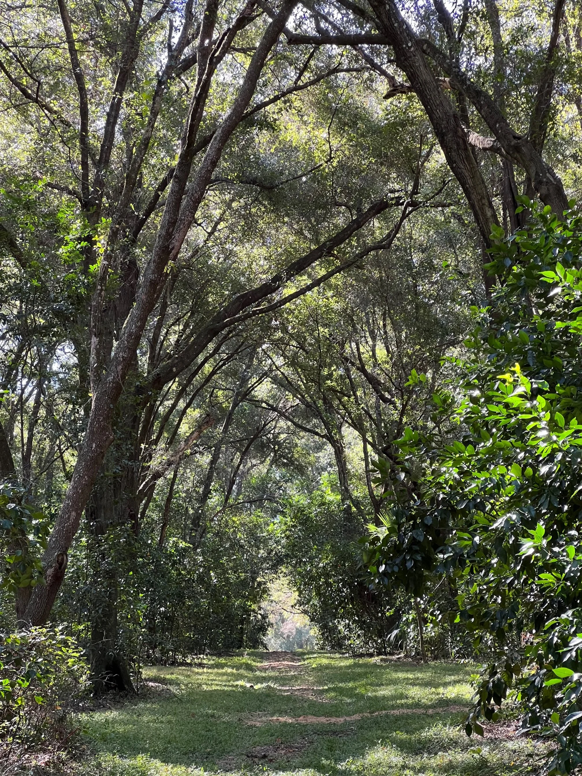 walking path .jpg