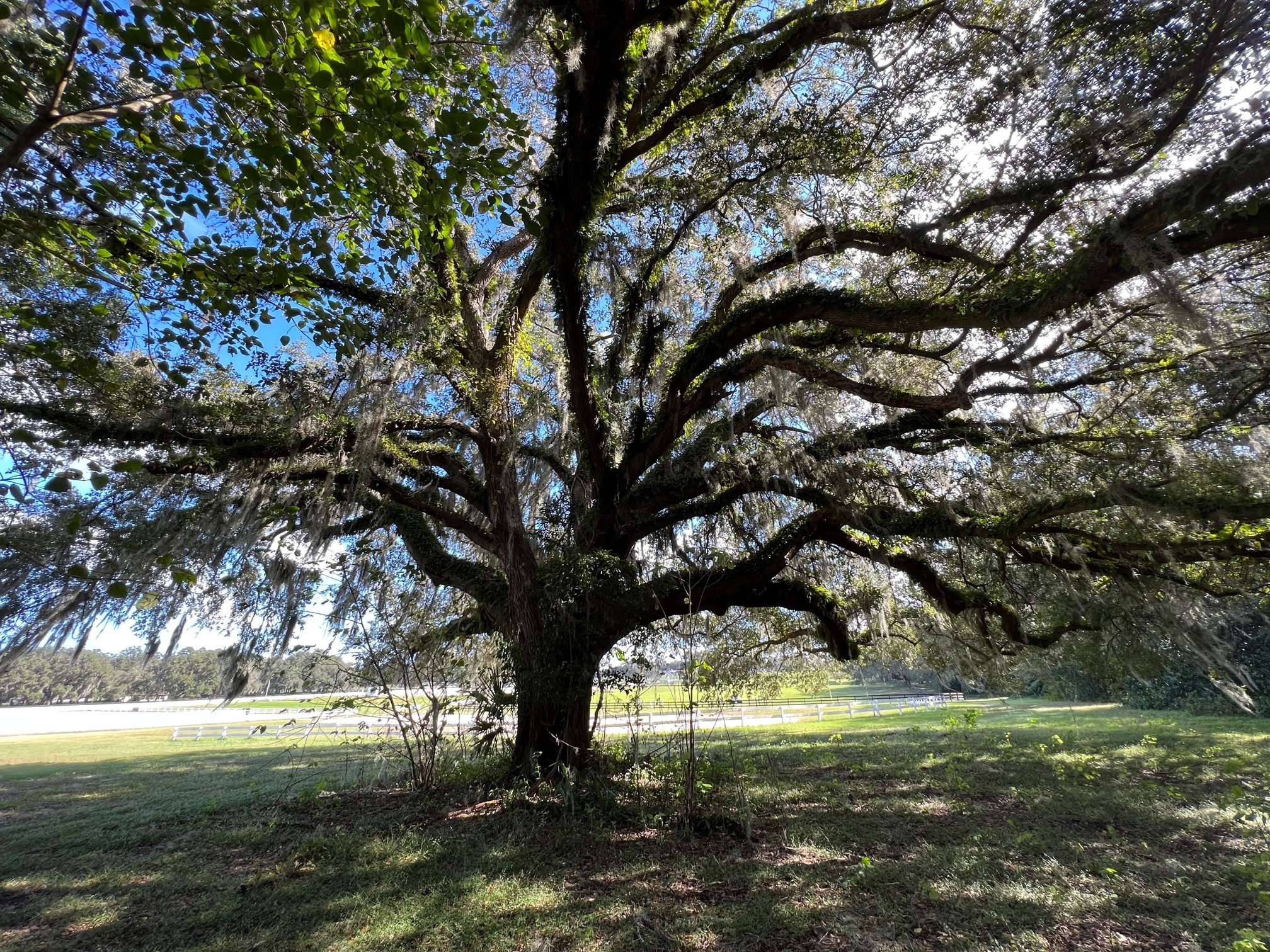 Oak Tree.jpg