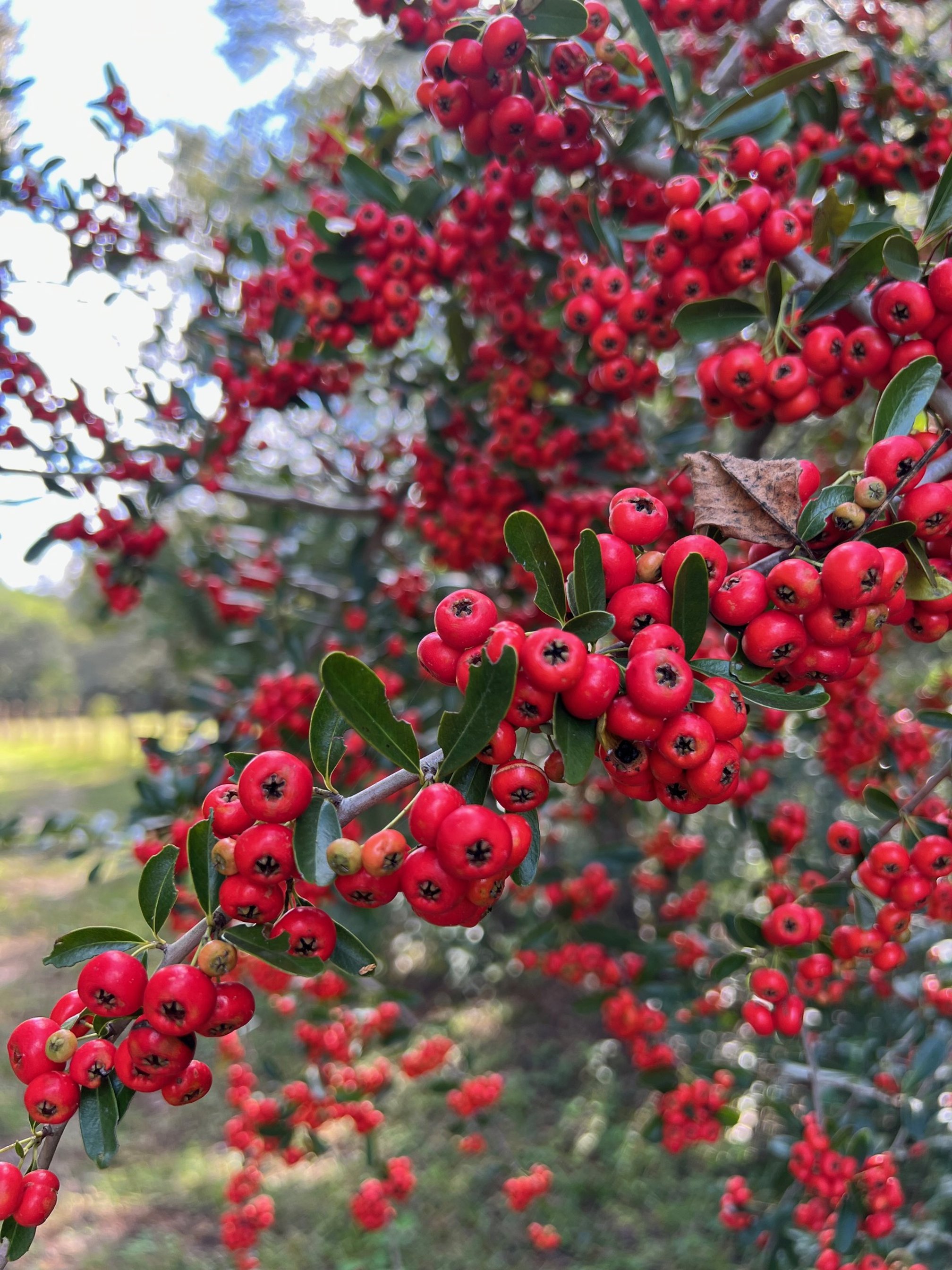 red berries.jpg