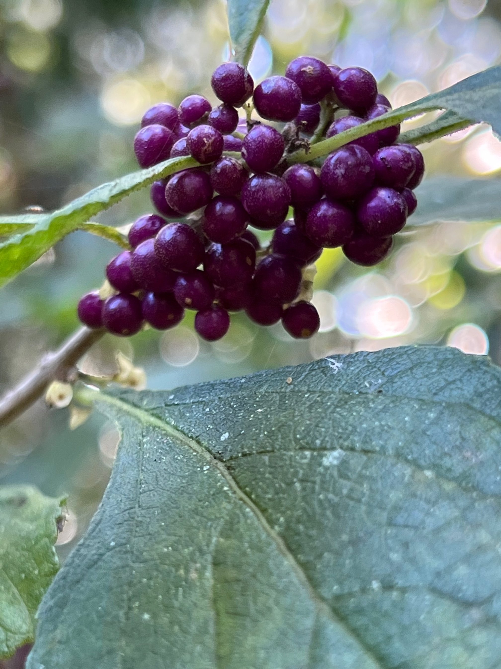 purple berries.jpg