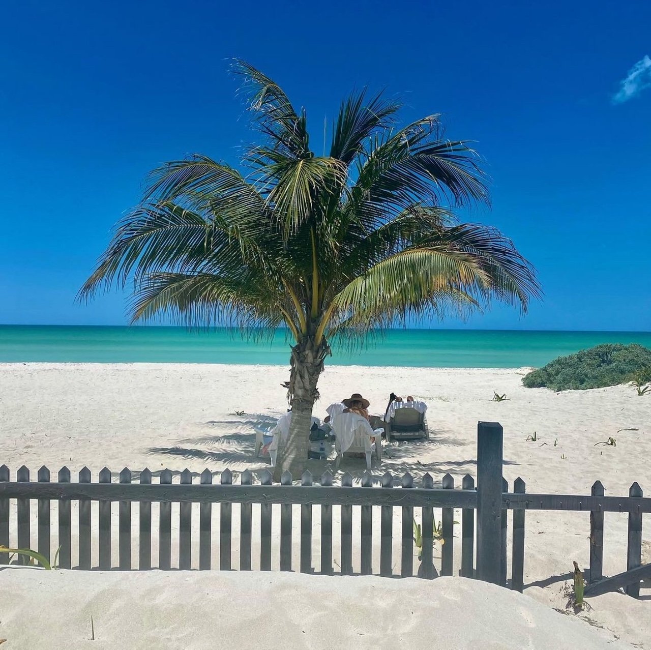 Beach palm tree.jpg