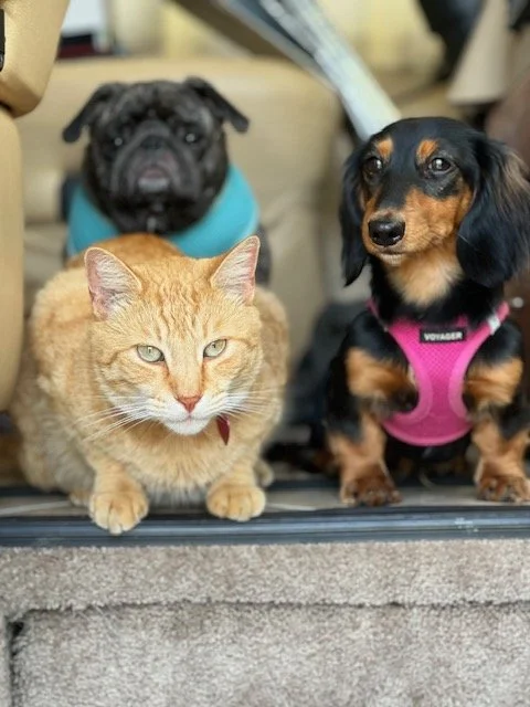 Pets2.jpeg