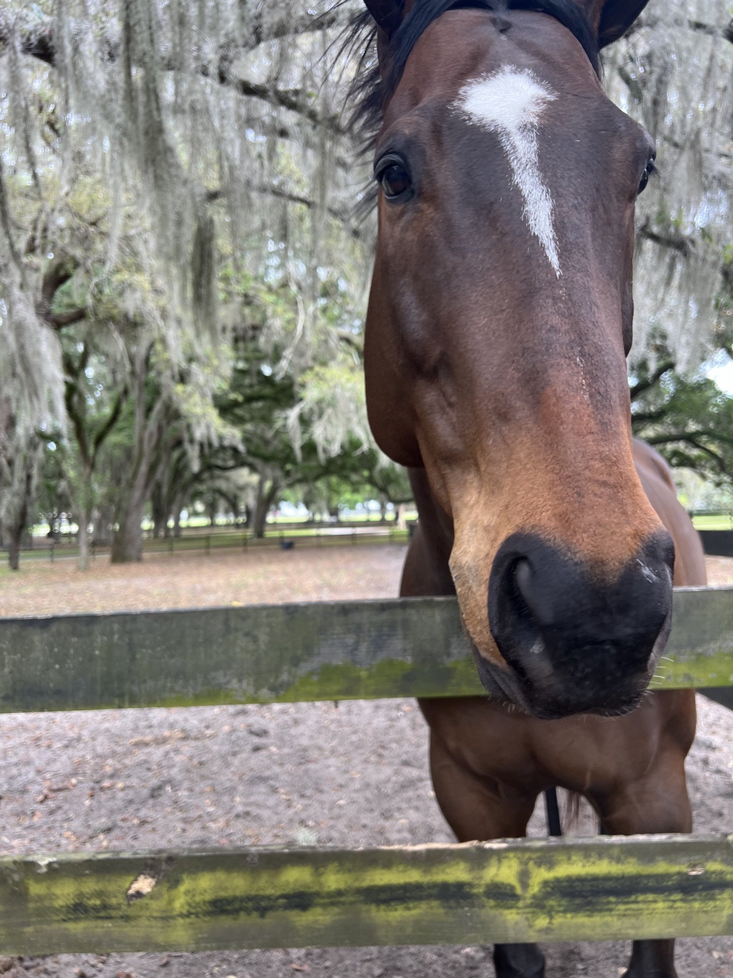 horse2.jpeg