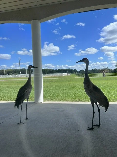 cranes.jpeg