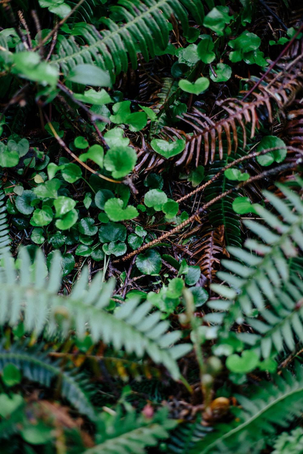 Gale Straub Vasque (12 of 22).jpg