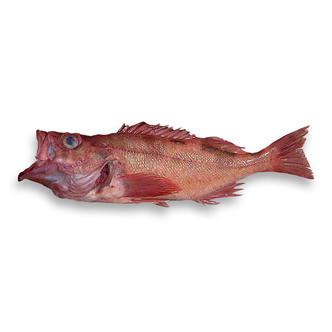 Pacific Ocean Perch Oceanlamb