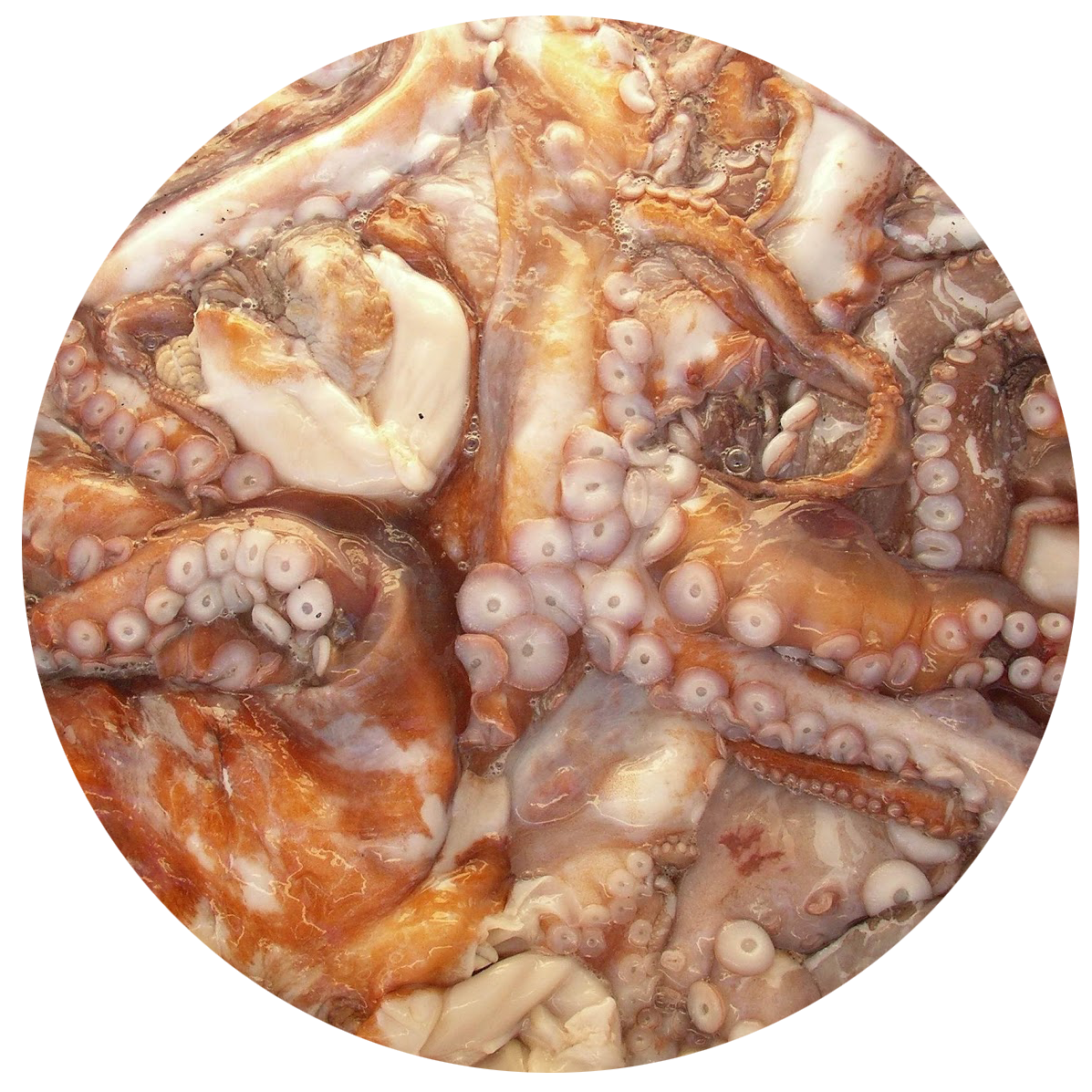 Octopus